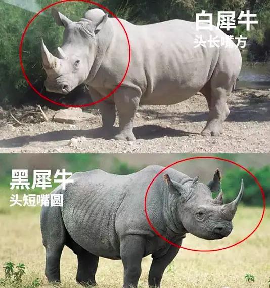 犀牛(rhino)