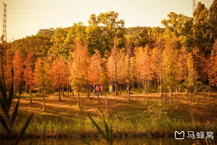 广州附近的大自然的森林公园