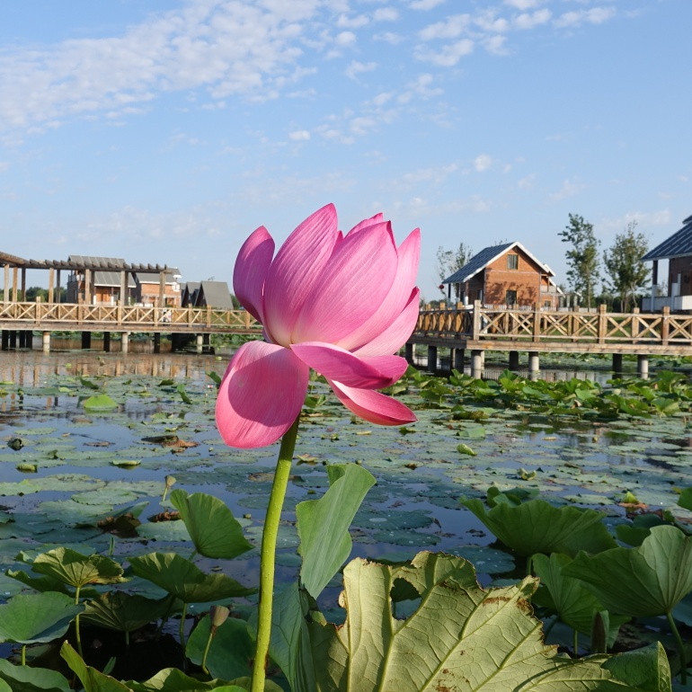 风景