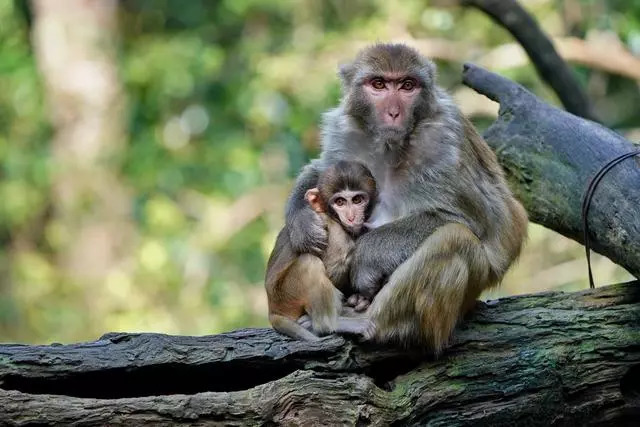 遊一次野生動物園,知道好些有趣的事,內心都柔軟了,普洱自助遊攻略