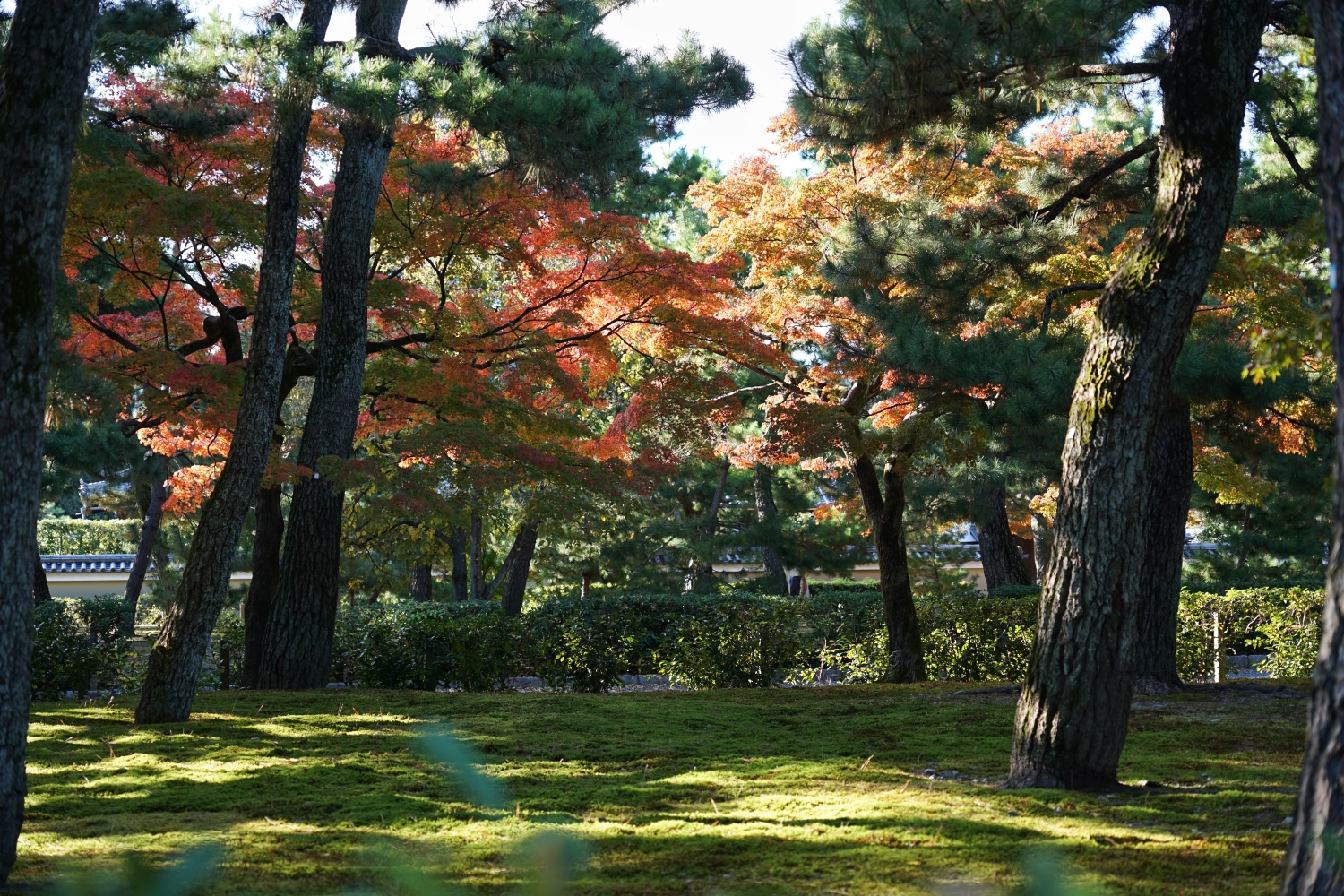 京都自助遊攻略