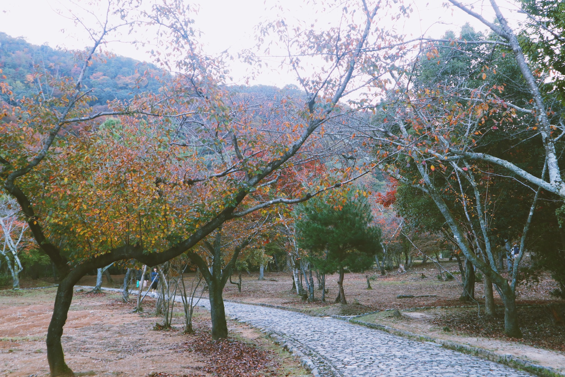 京都自助遊攻略