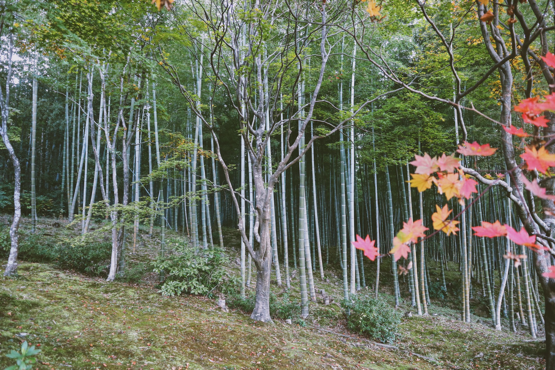 京都自助遊攻略