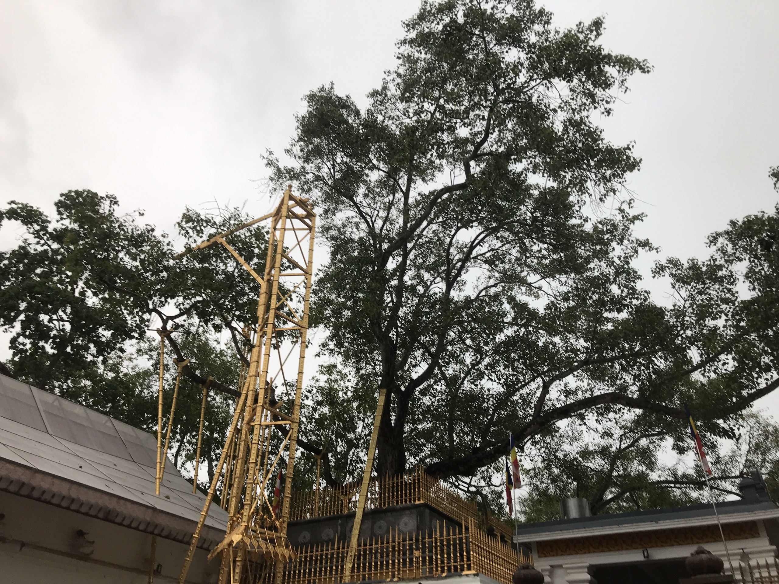 Jaya Sri Maha Bodhi