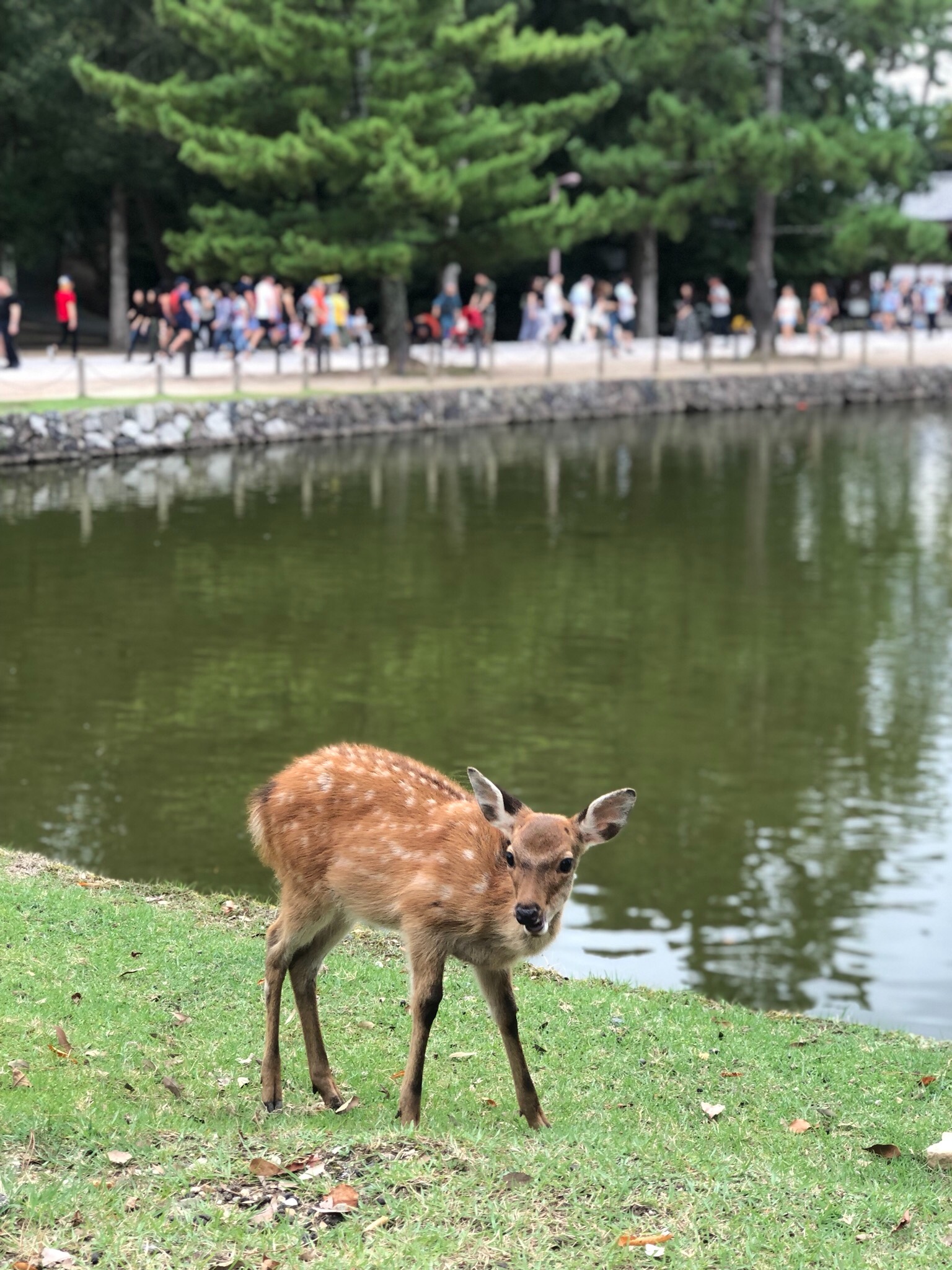 京都自助遊攻略