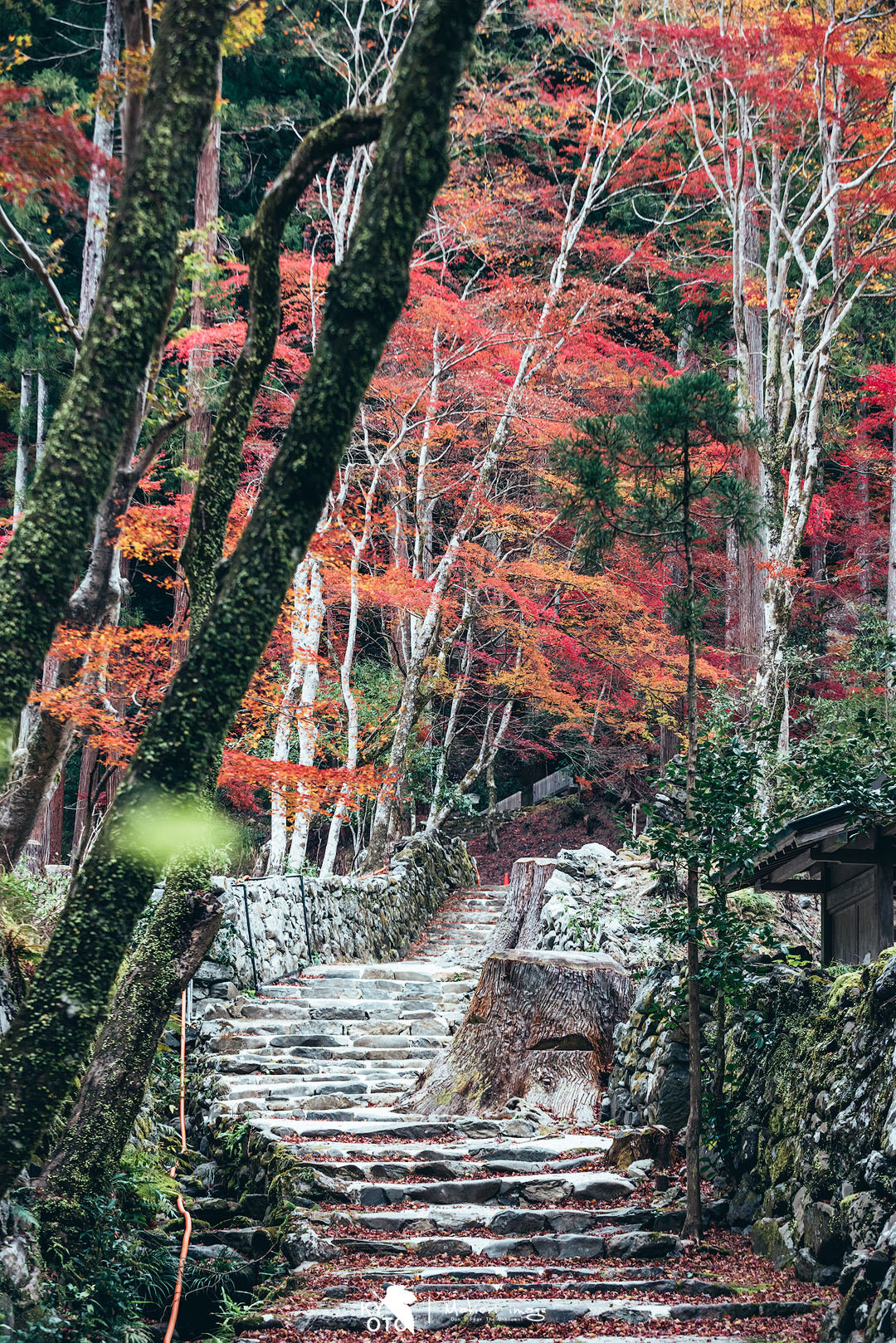 京都自助遊攻略