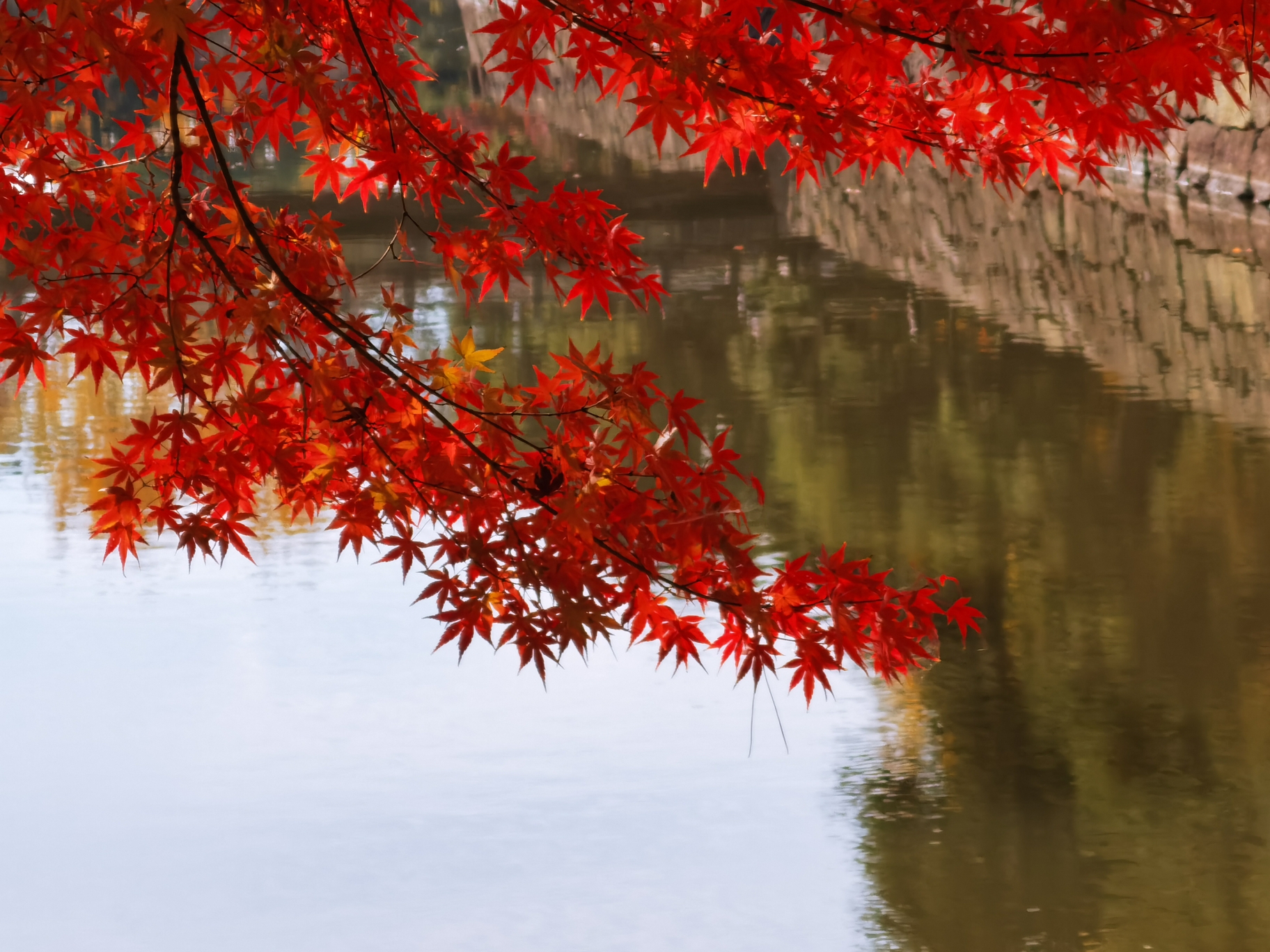 日本紅葉狩 8天看遍秋天的所有顏色 波琪家族去旅行 Go Travel