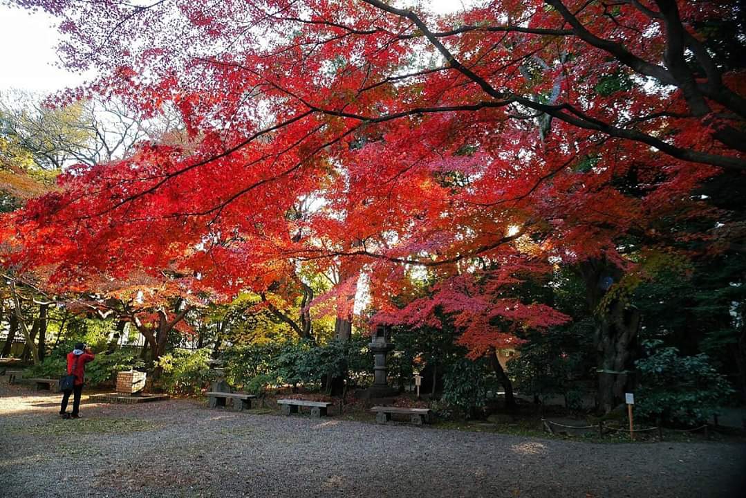 東京自助遊攻略