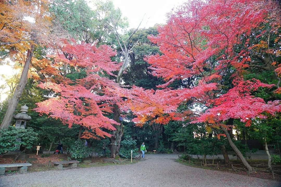 東京自助遊攻略