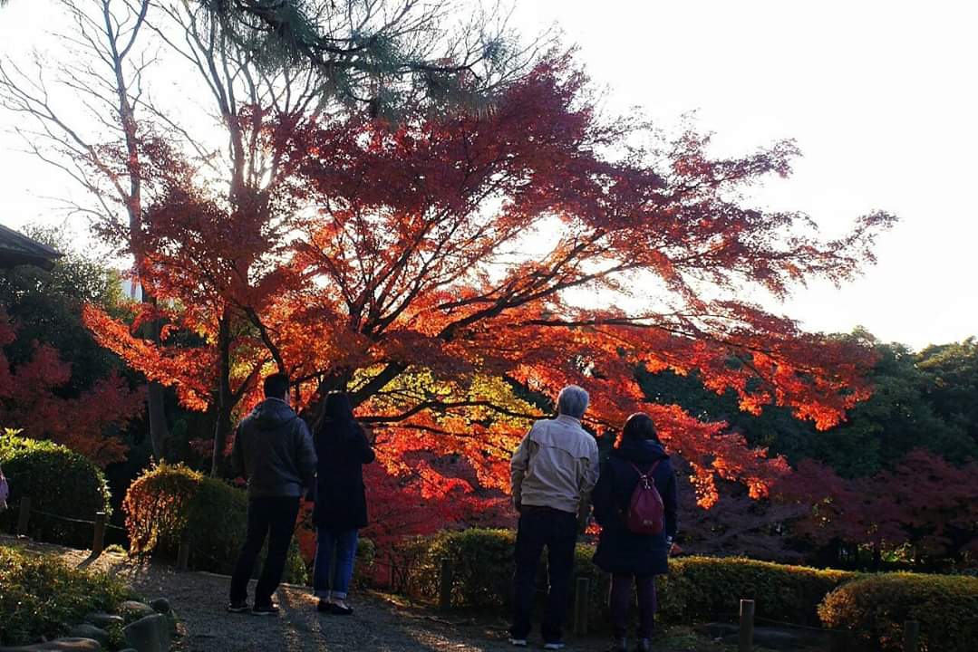 東京自助遊攻略