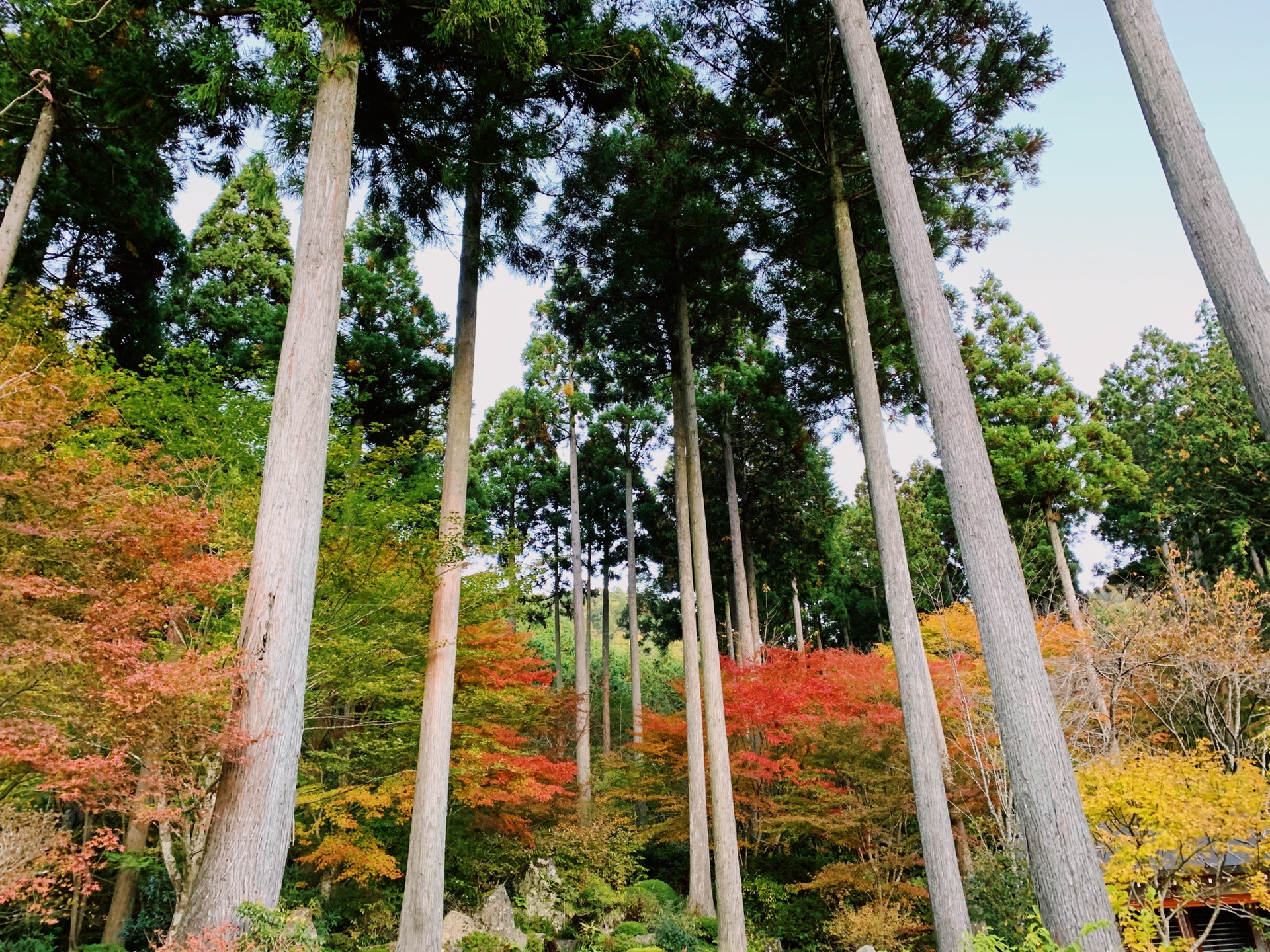 京都自助遊攻略