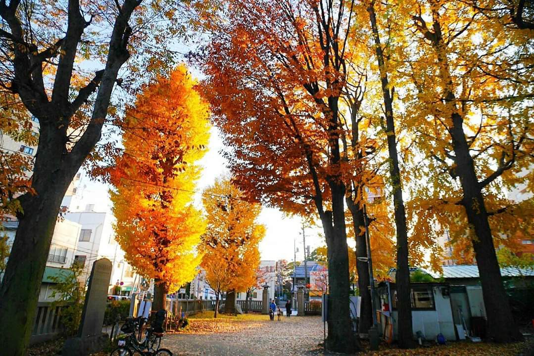 東京自助遊攻略