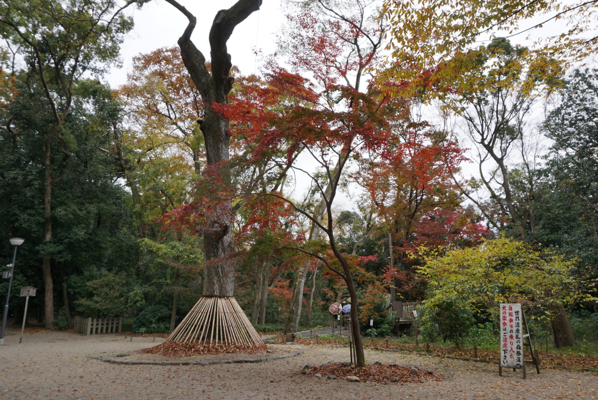 京都自助遊攻略