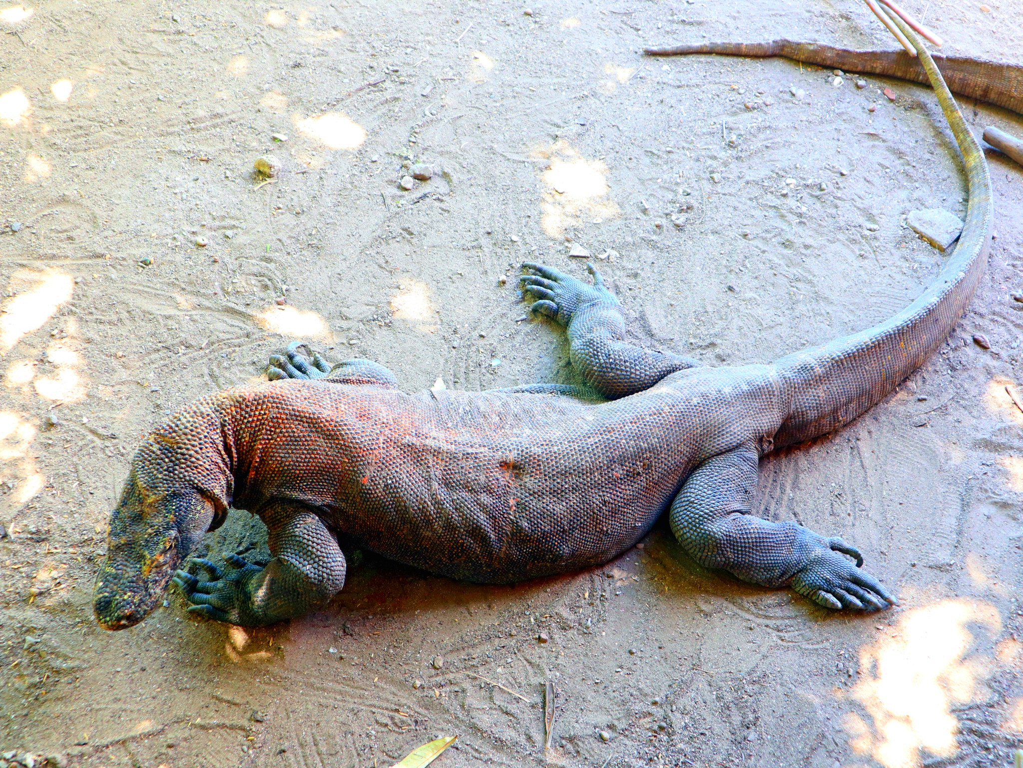 史前巨蜥科莫多龙 komodo dragon