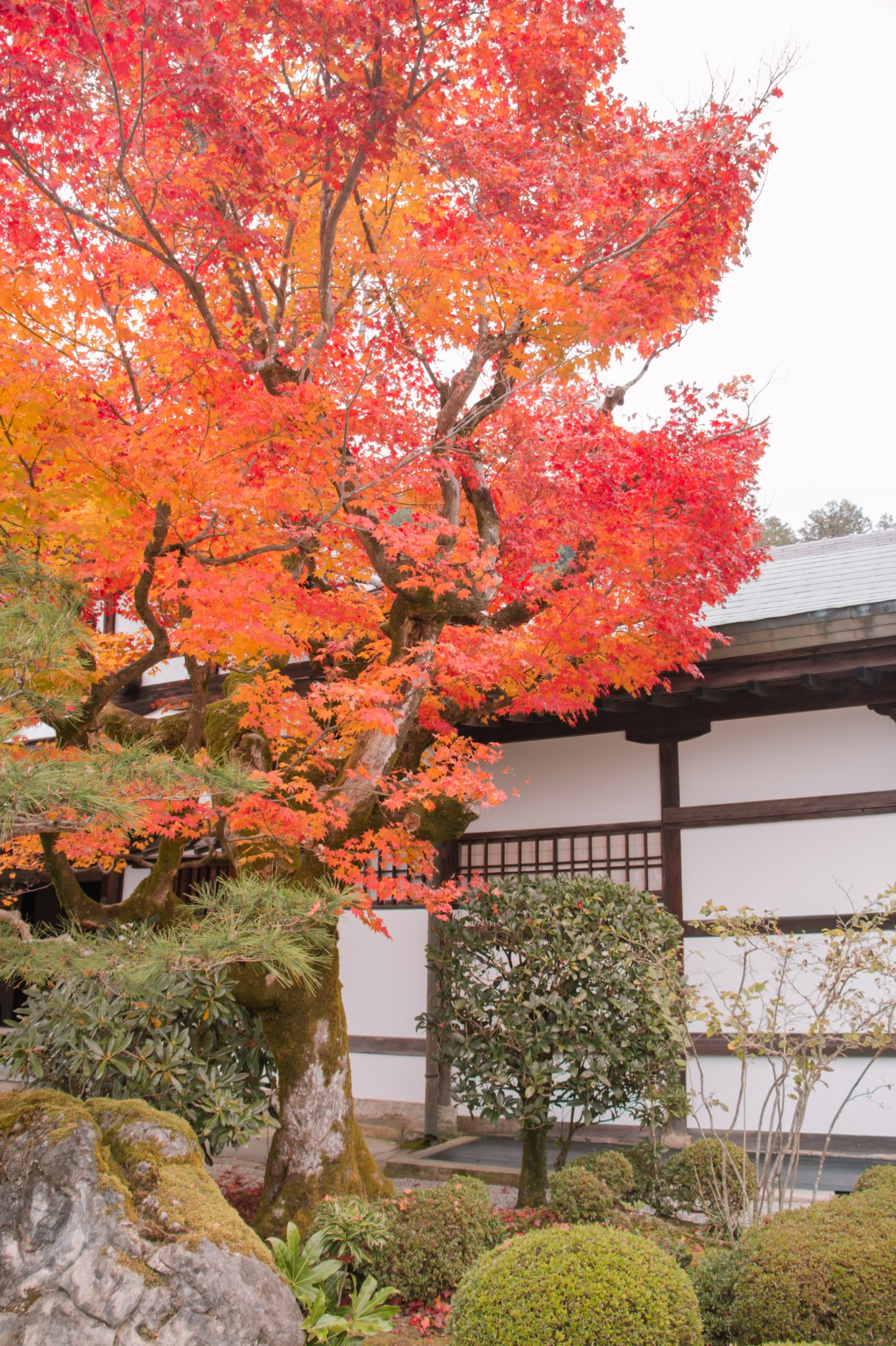 京都自助遊攻略