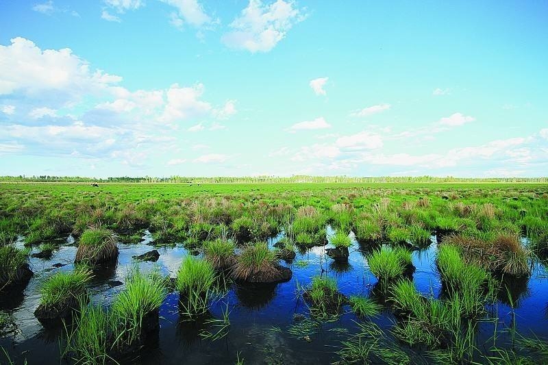 新青湿地公园好玩吗 马蜂窝