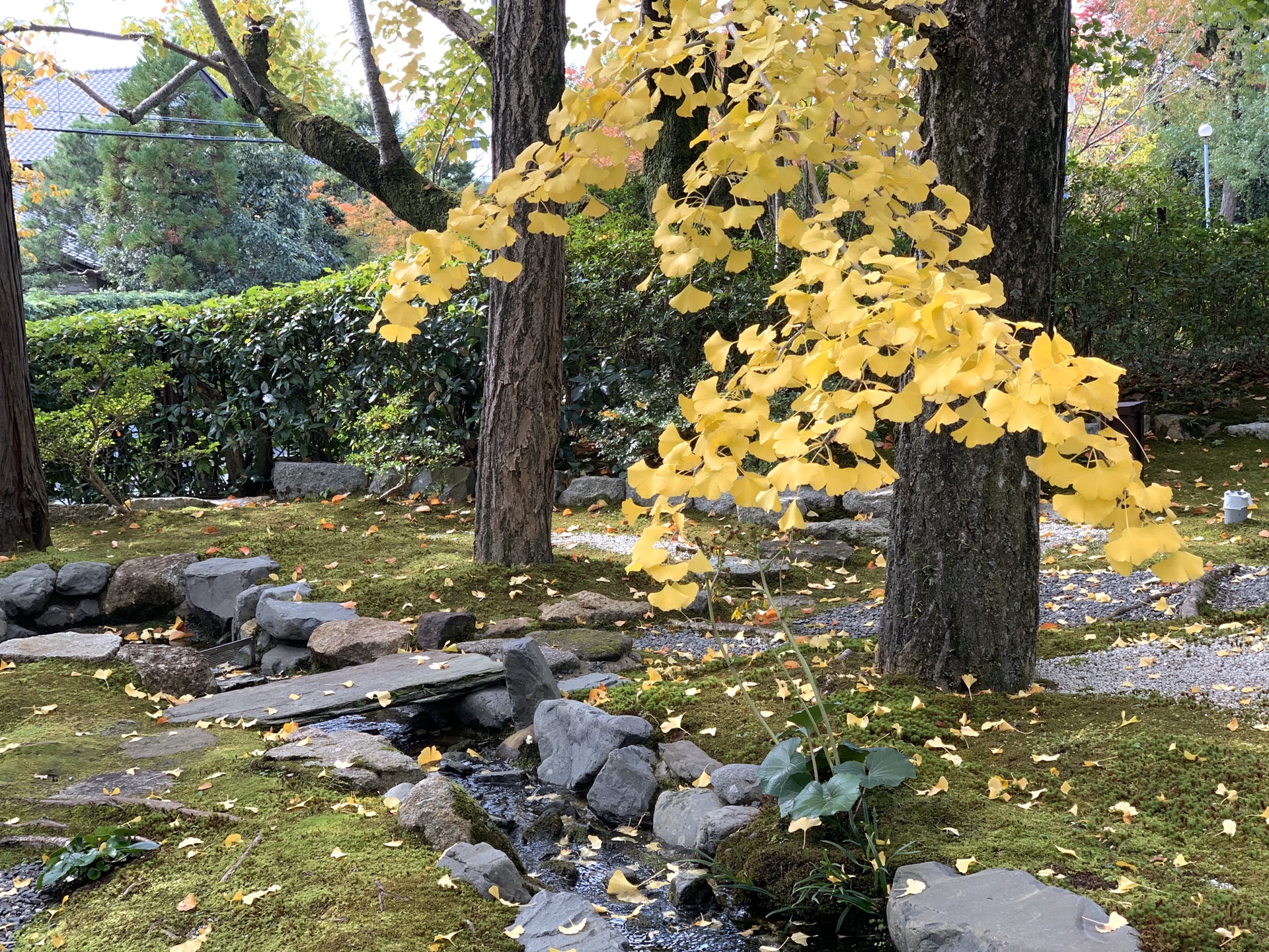 京都自助遊攻略