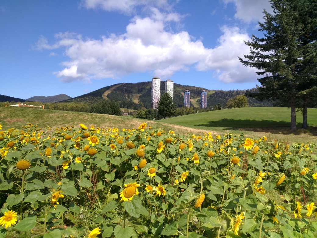 北海道自助遊攻略