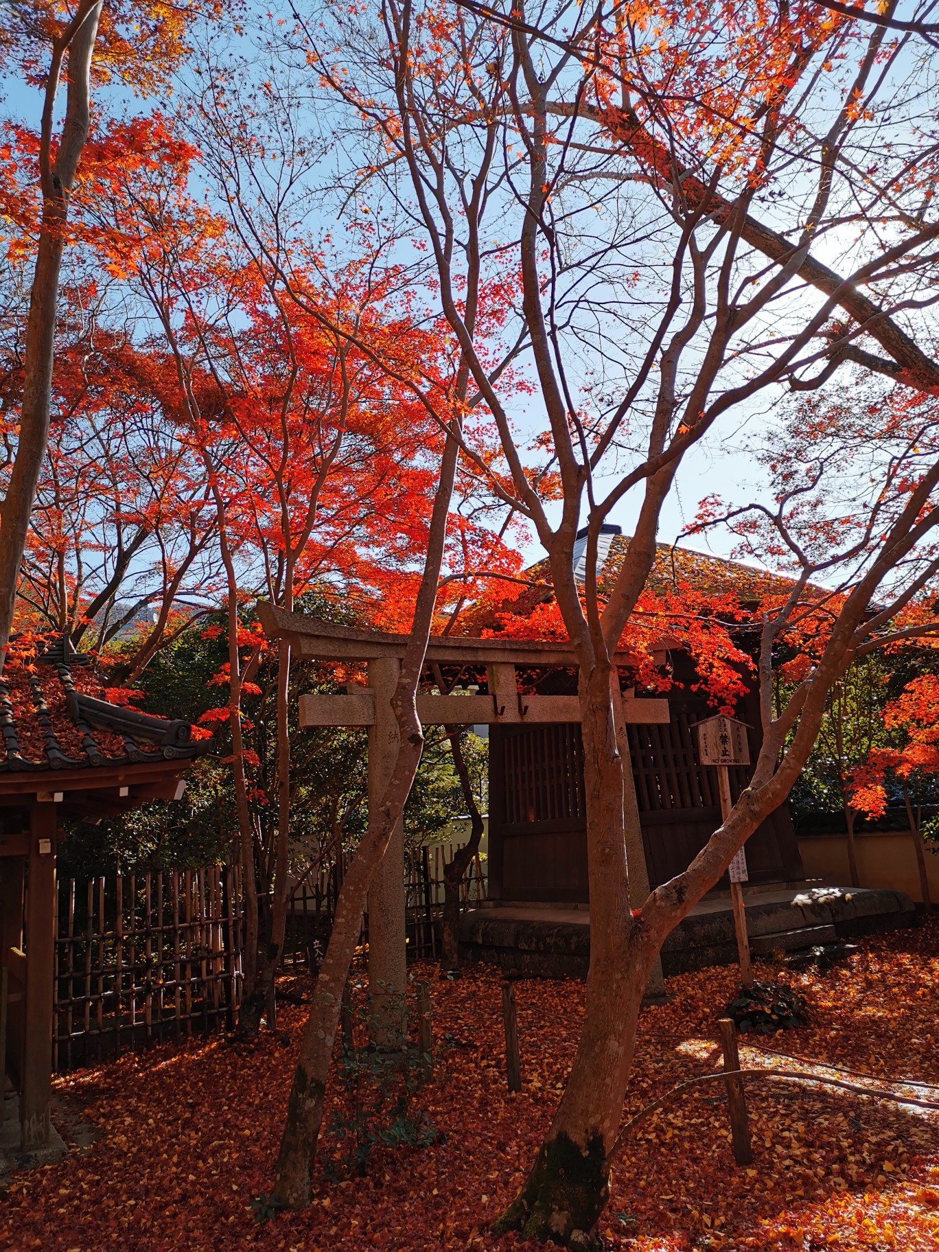 京都自助遊攻略