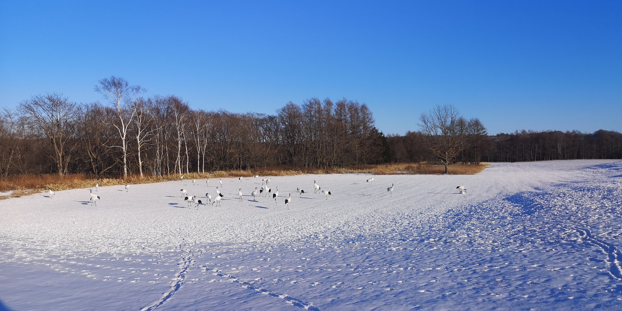 北海道自助遊攻略