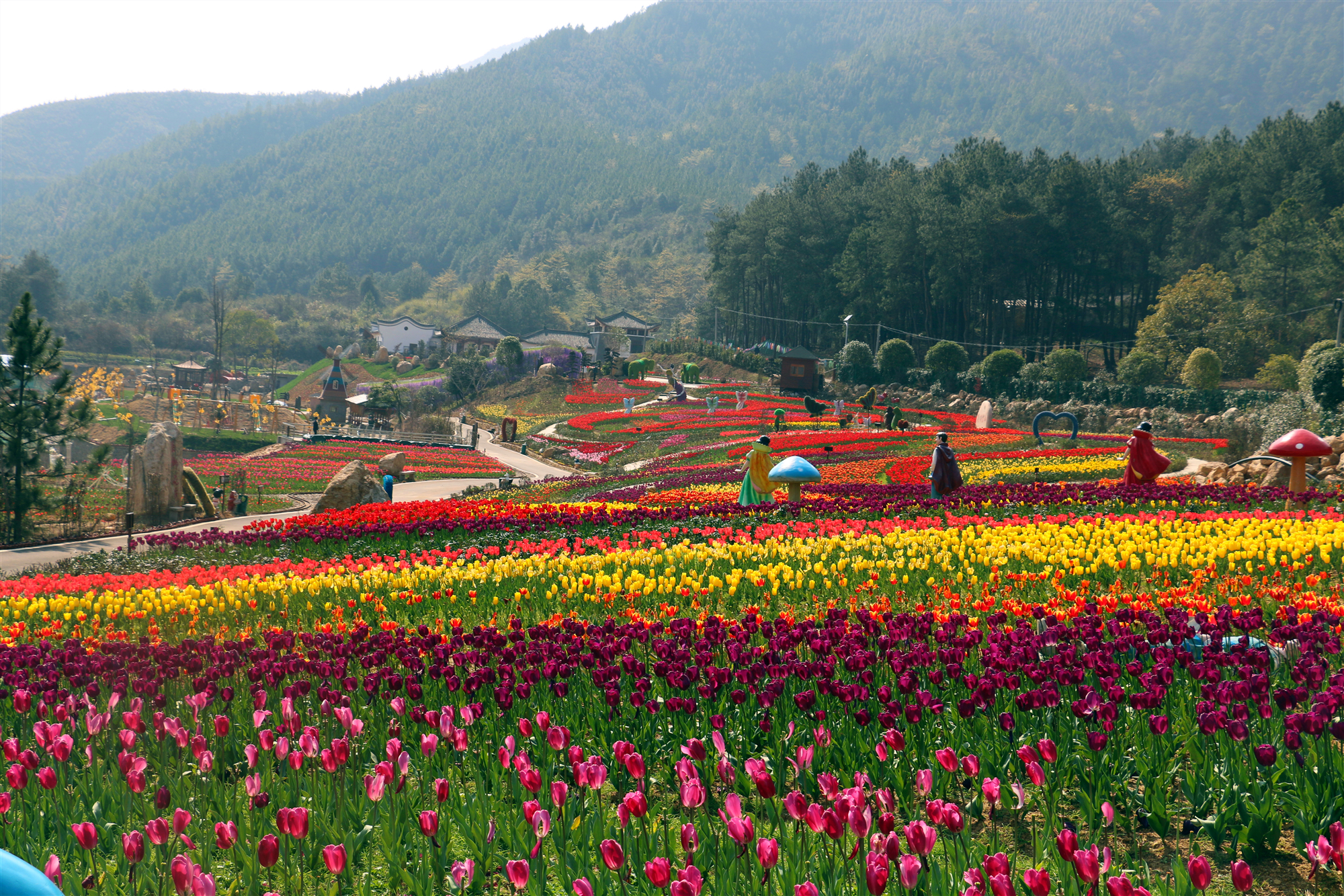 湖南华莱茶香花海图片