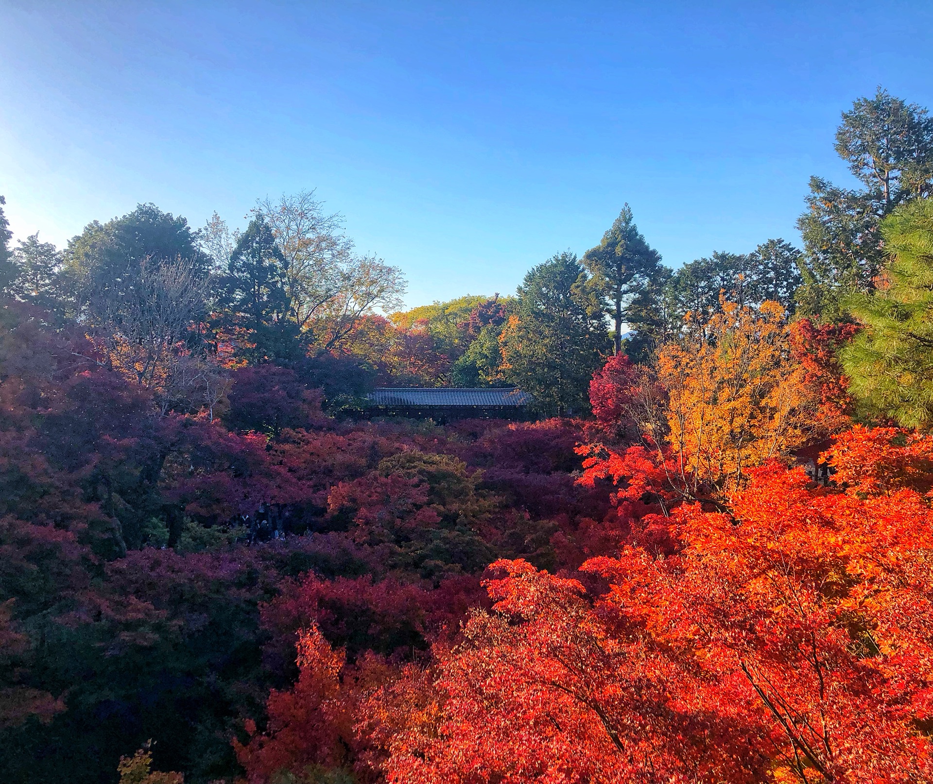 京都自助遊攻略