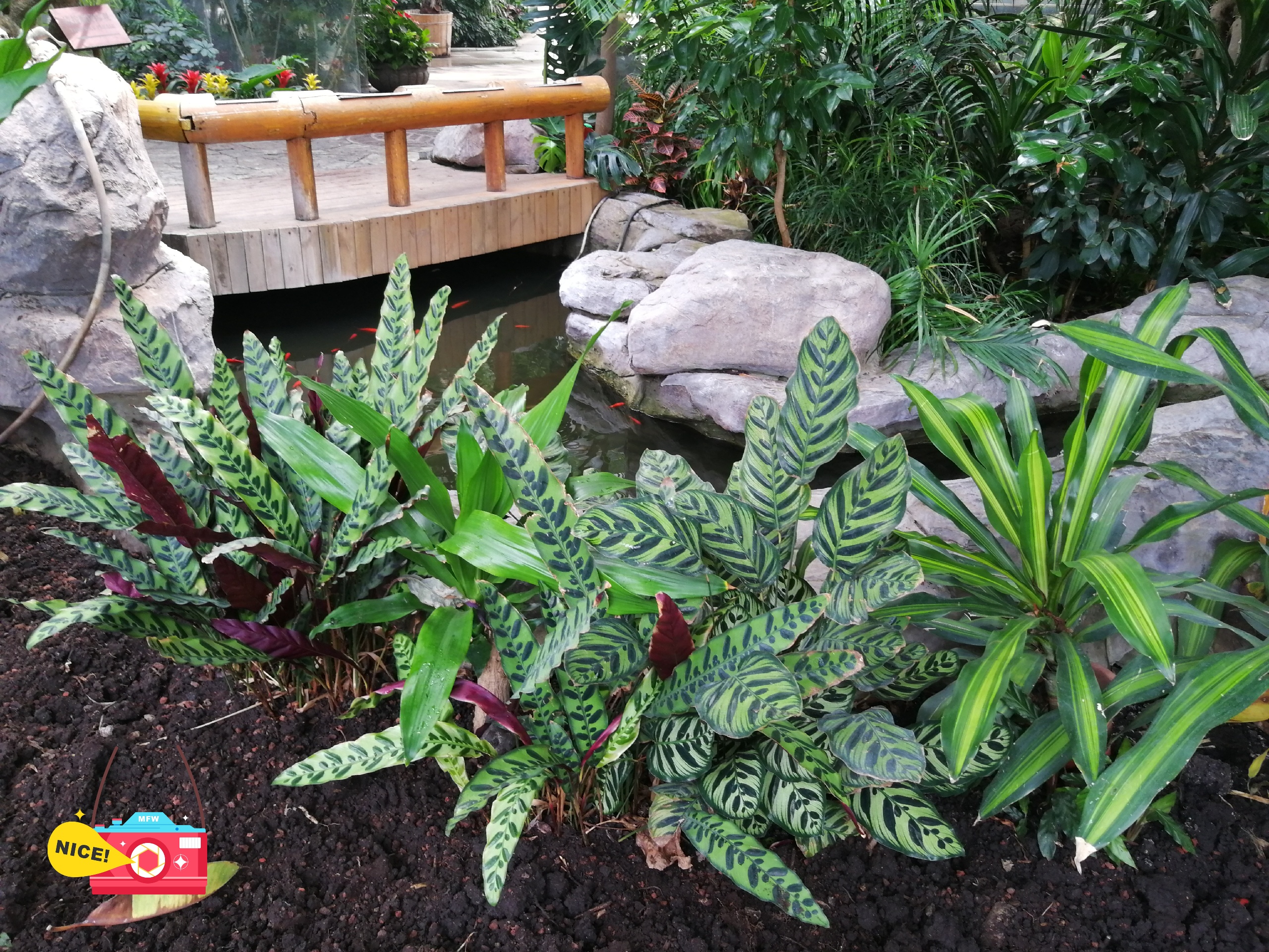 夏威夷景点-威陆库河州立公园