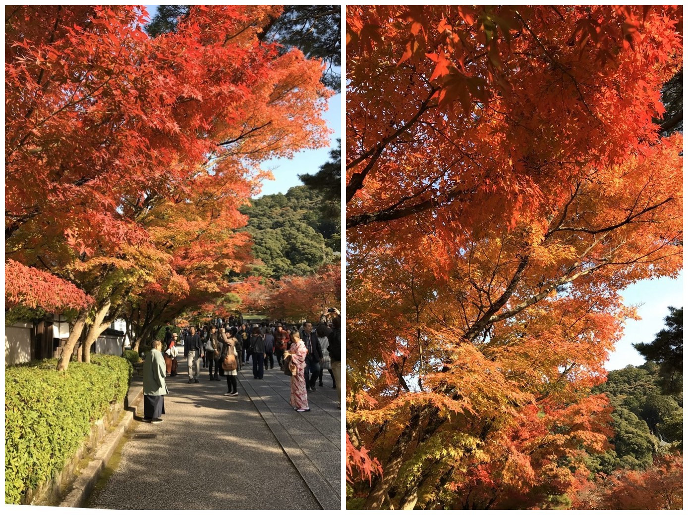 京都自助遊攻略