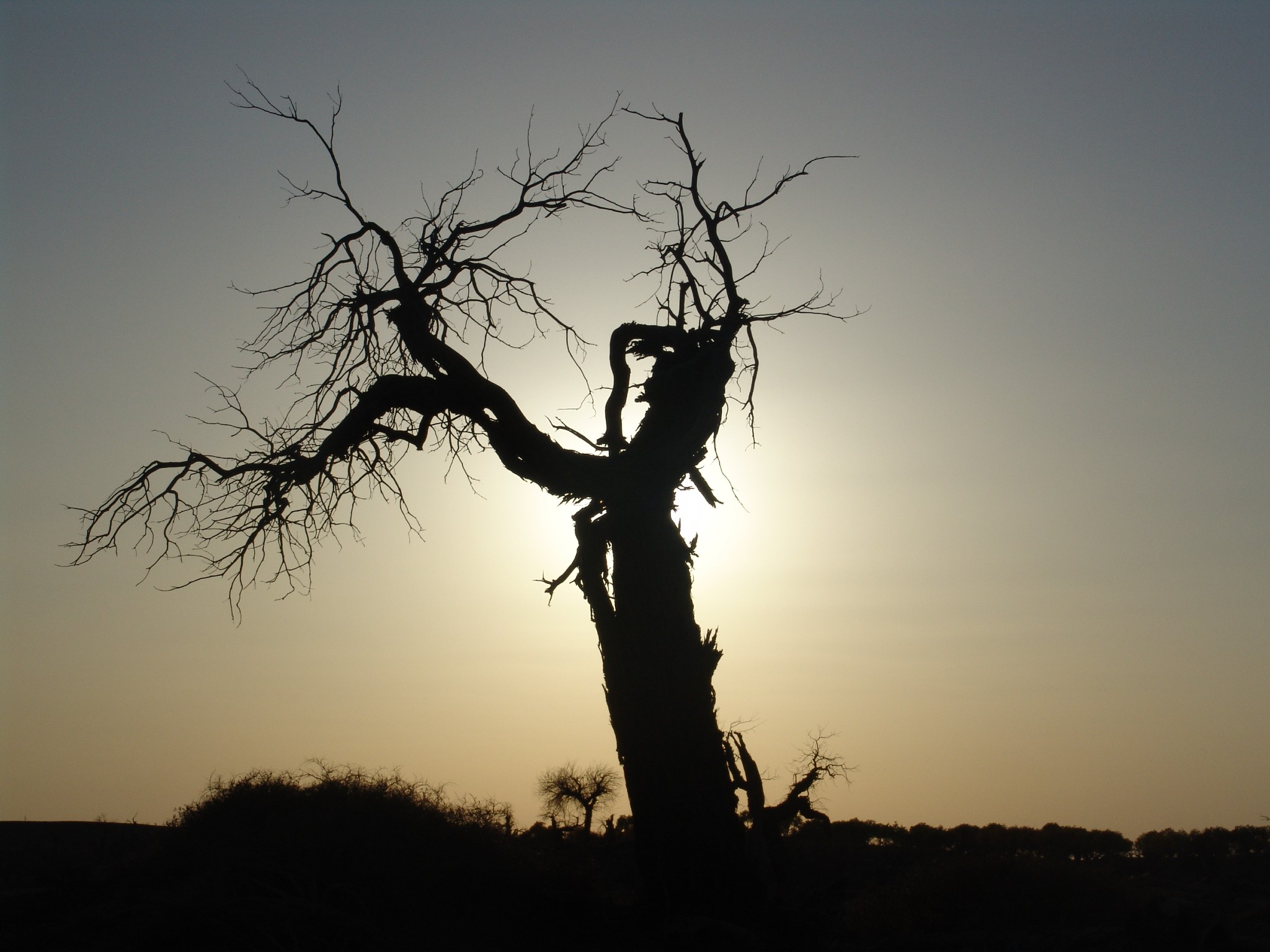 金秋额济纳胡杨林醉美胡杨 我为你痴 为你狂~额济纳胡杨林