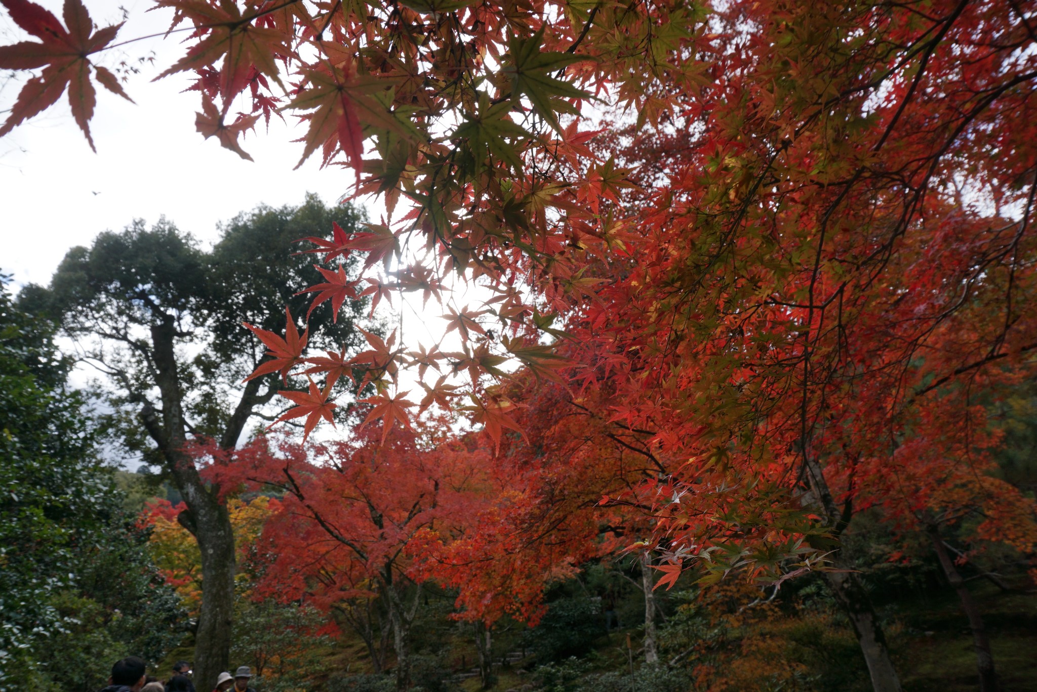 京都自助遊攻略