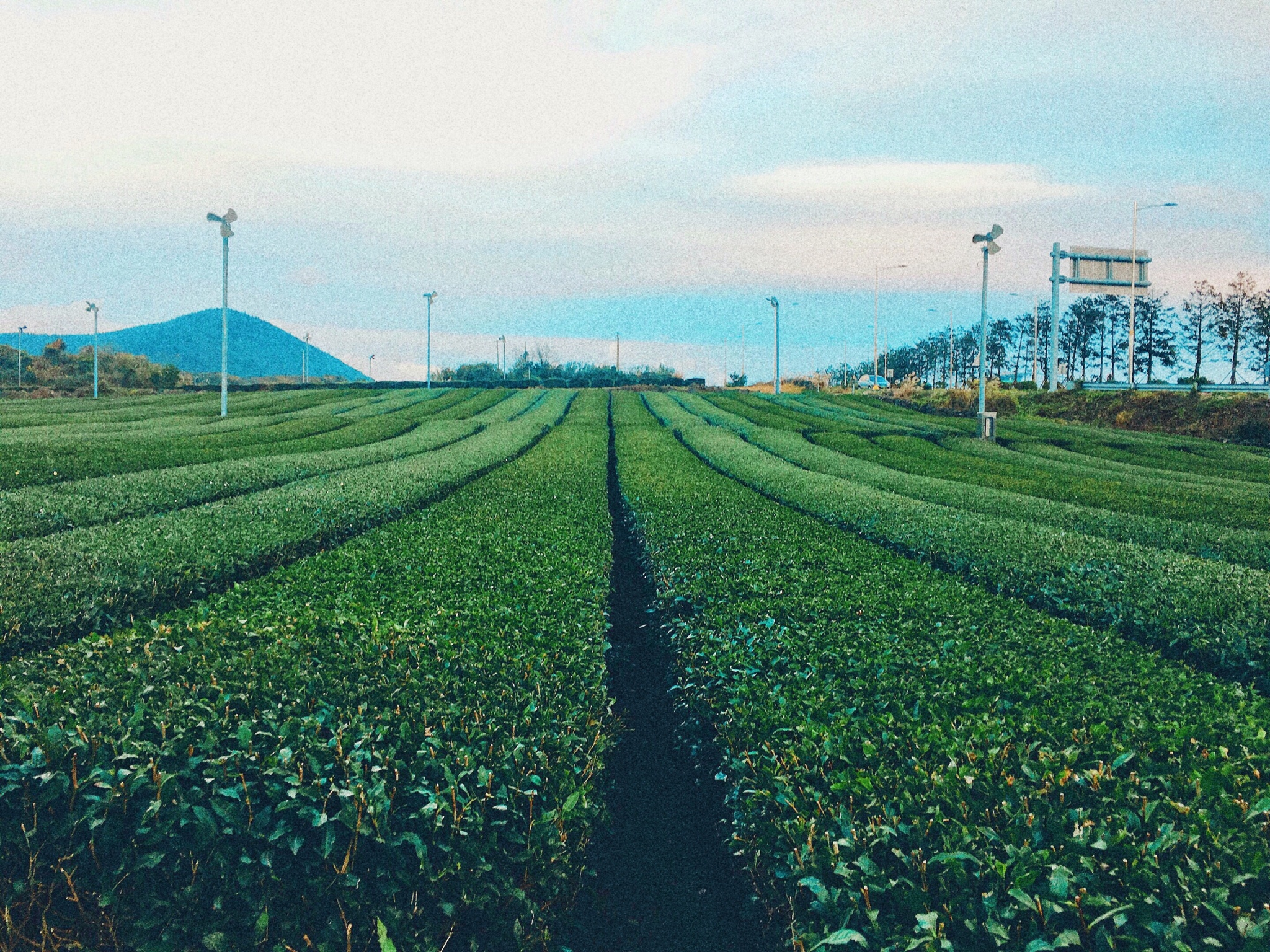 濟州島自助遊攻略