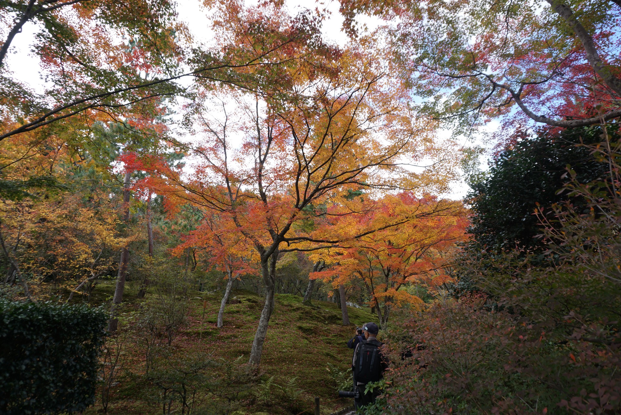 京都自助遊攻略