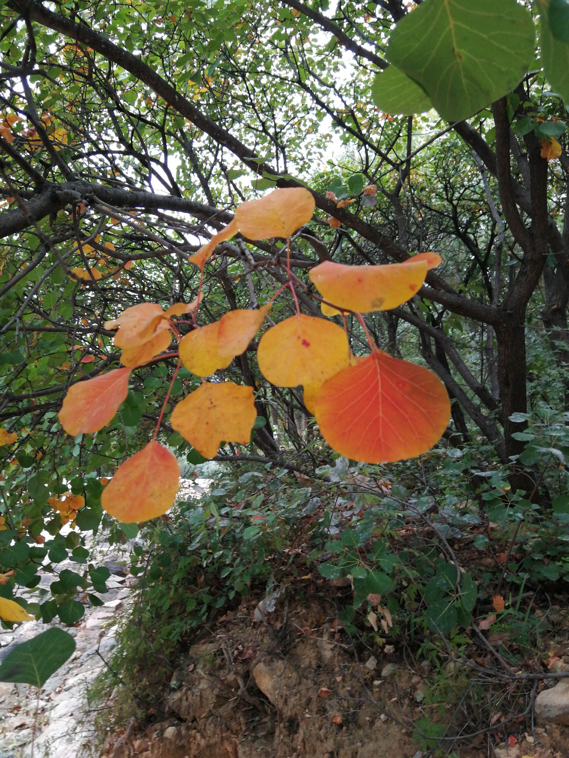 八大处山顶饭馆