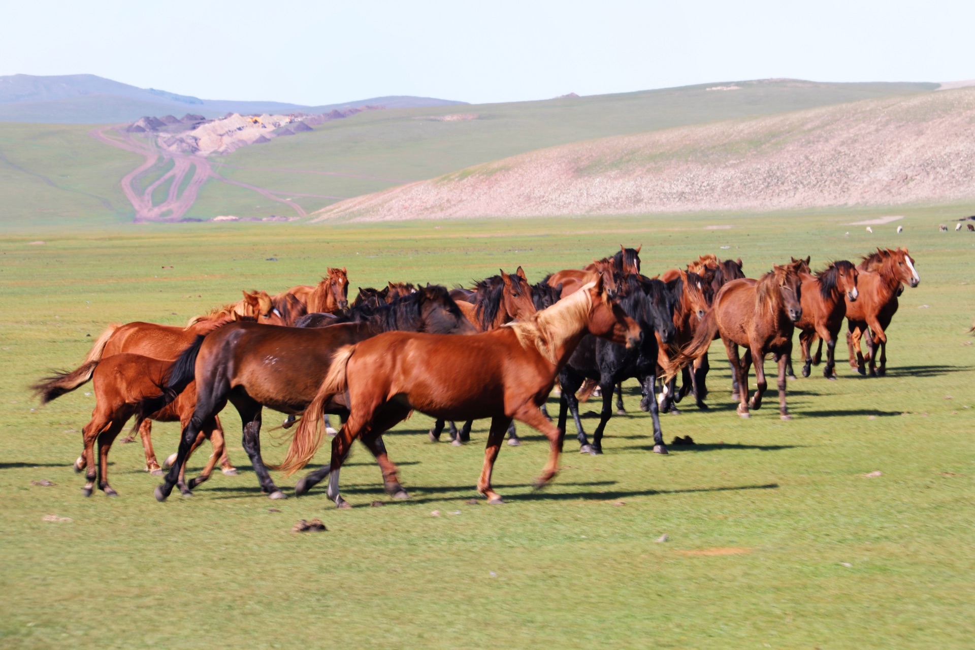 在呼伦贝尔大草原策马奔腾9月中旬