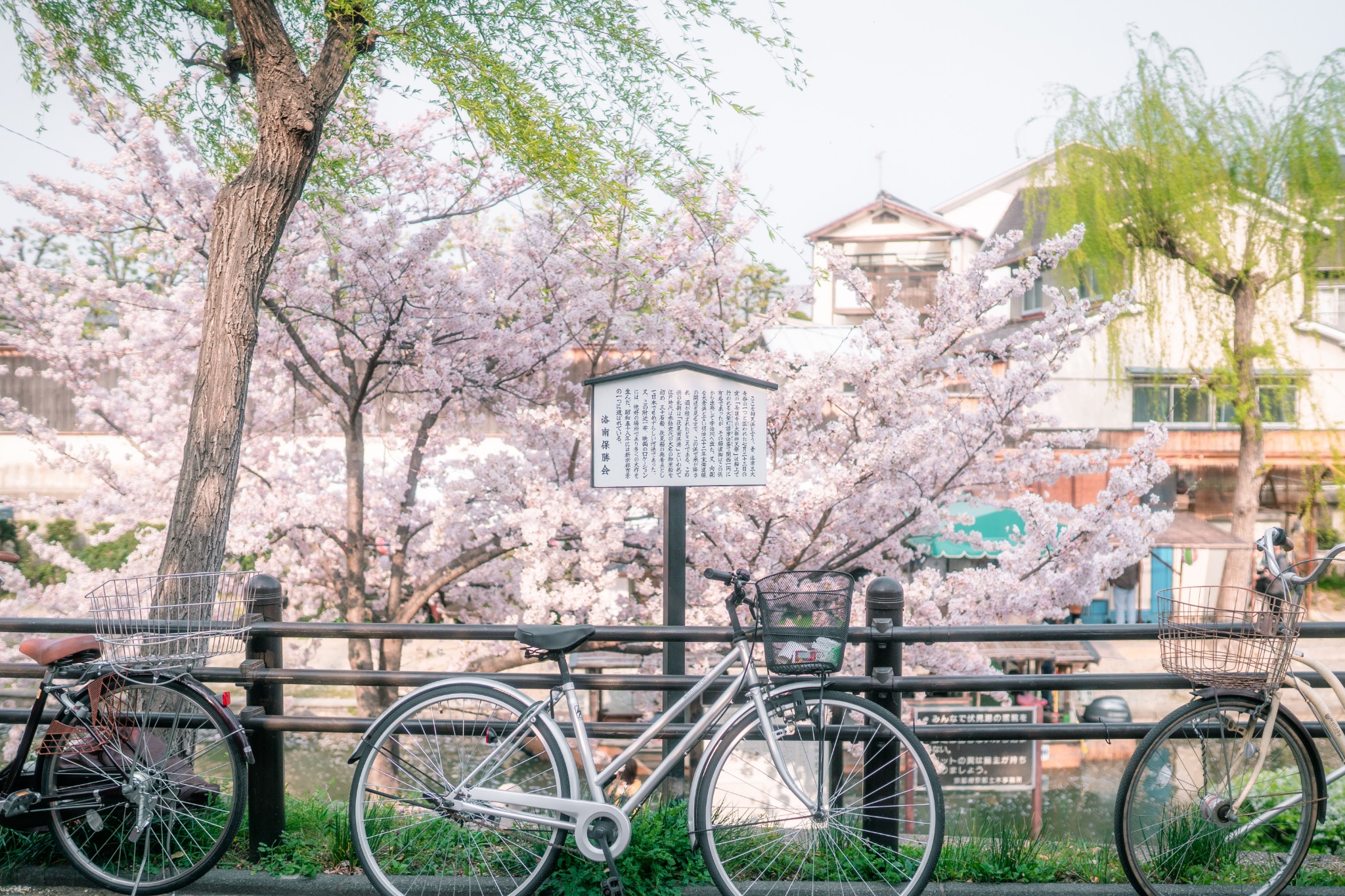 和歌山樱花图片