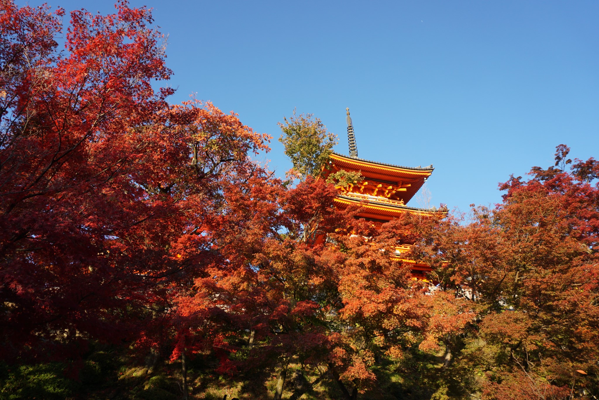 京都自助遊攻略