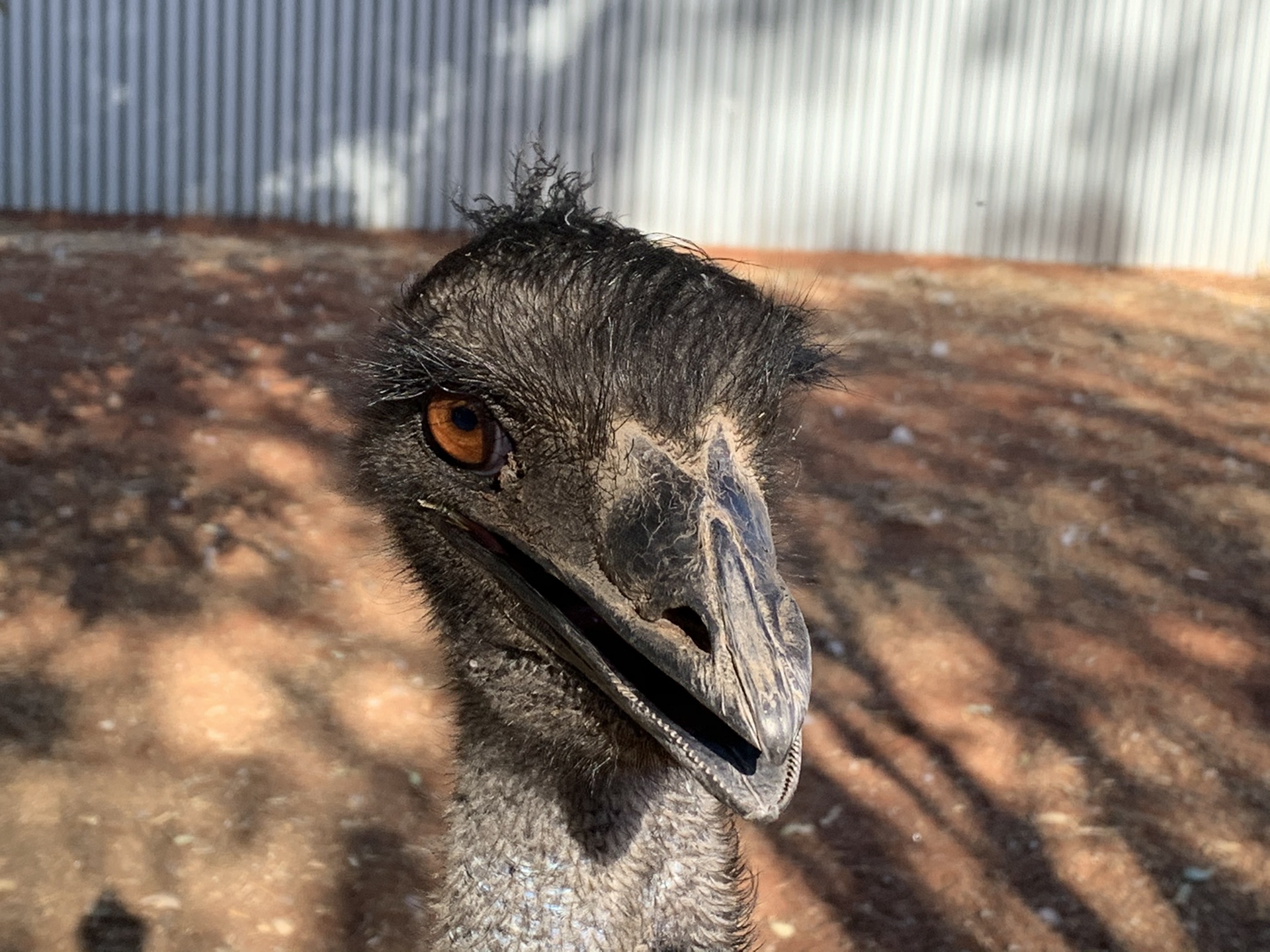 烏魯魯—卡塔丘塔國家公園自助遊攻略