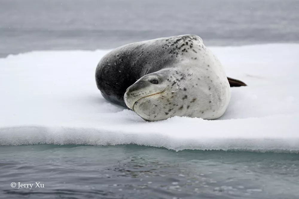 吐血整理 | 史上最全南极野生动物及风光摄影攻略