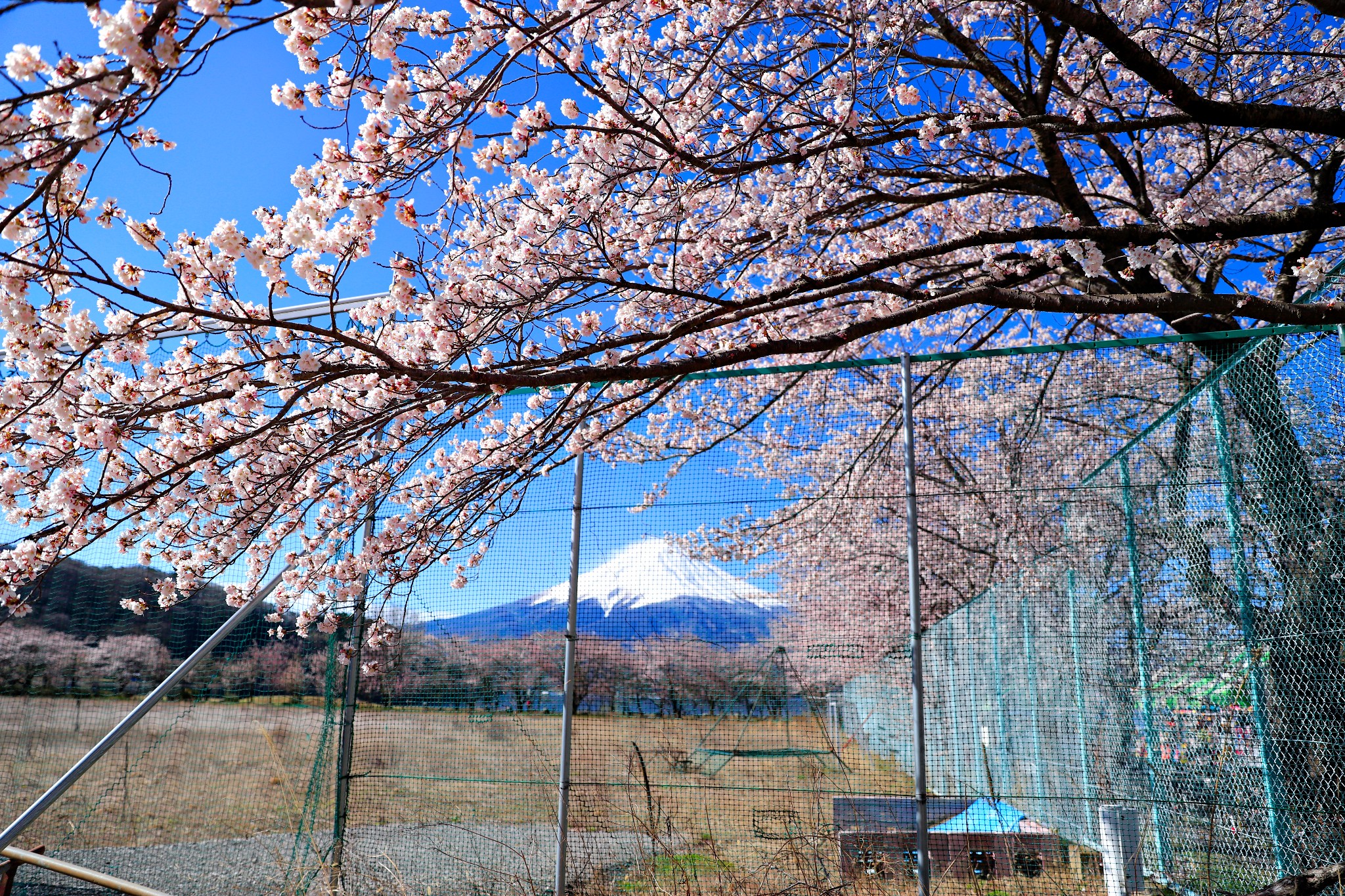 富士山自助遊攻略