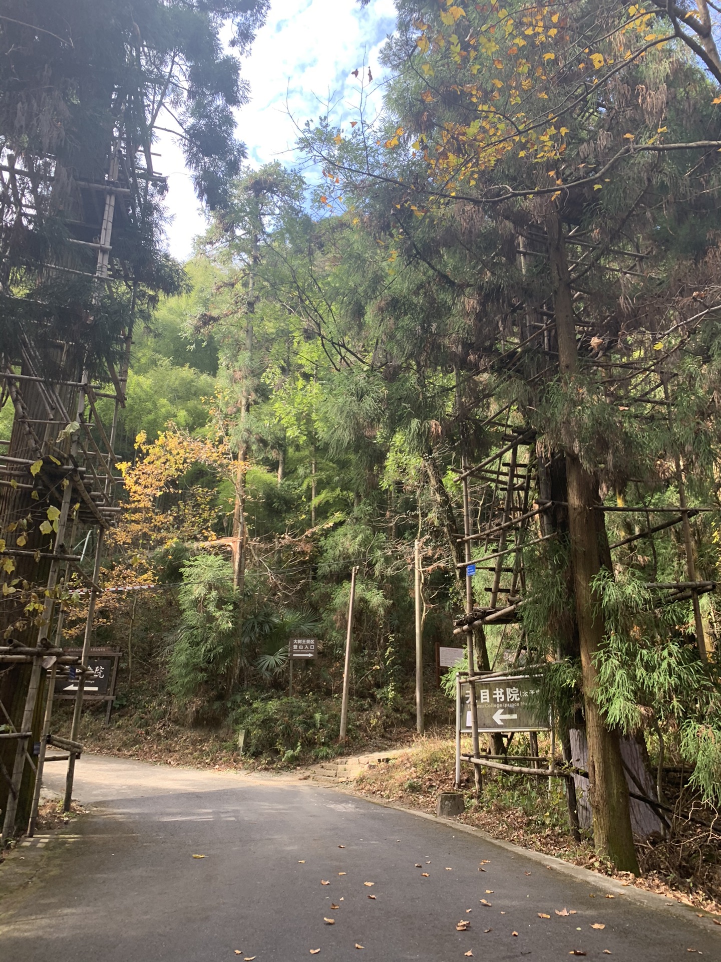 臨安西天目山上海出發自駕遊一日遊徒步爬山