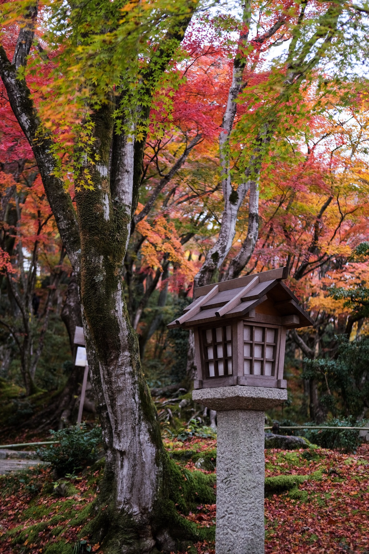 京都自助遊攻略