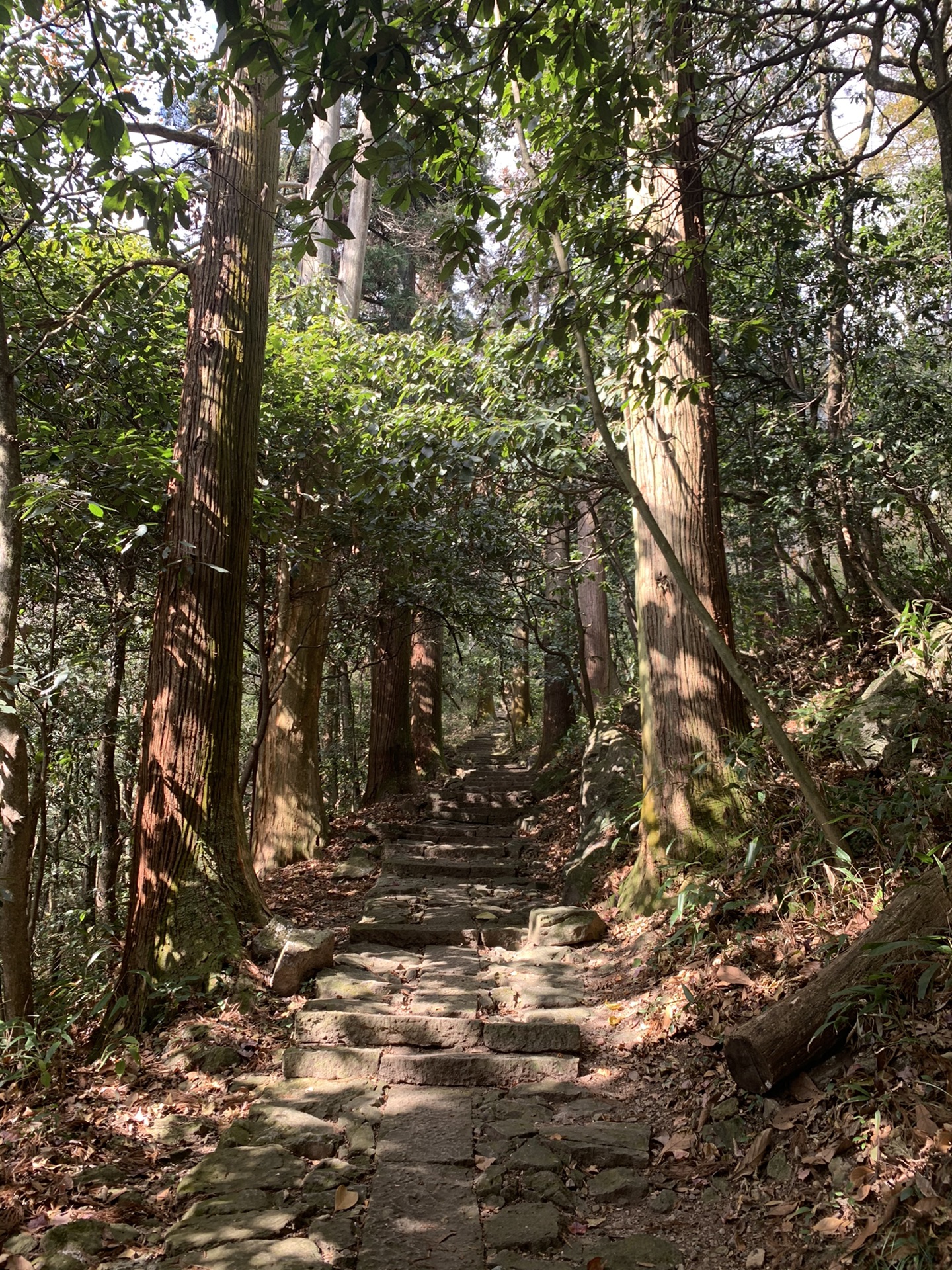 大樹王開山老殿(下山纜車)仙人頂回程總結本篇遊記共含1207個文字,0張