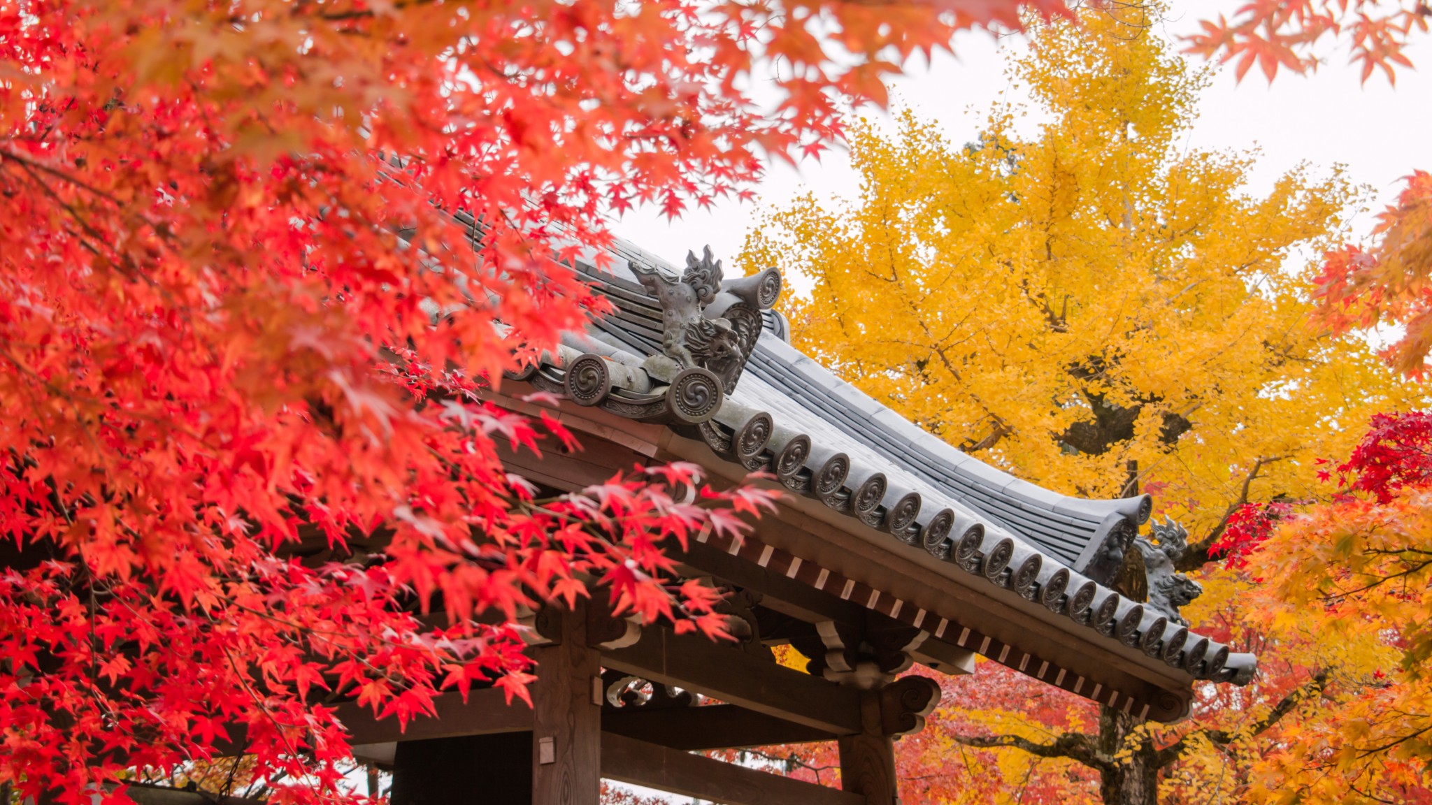 京都自助遊攻略