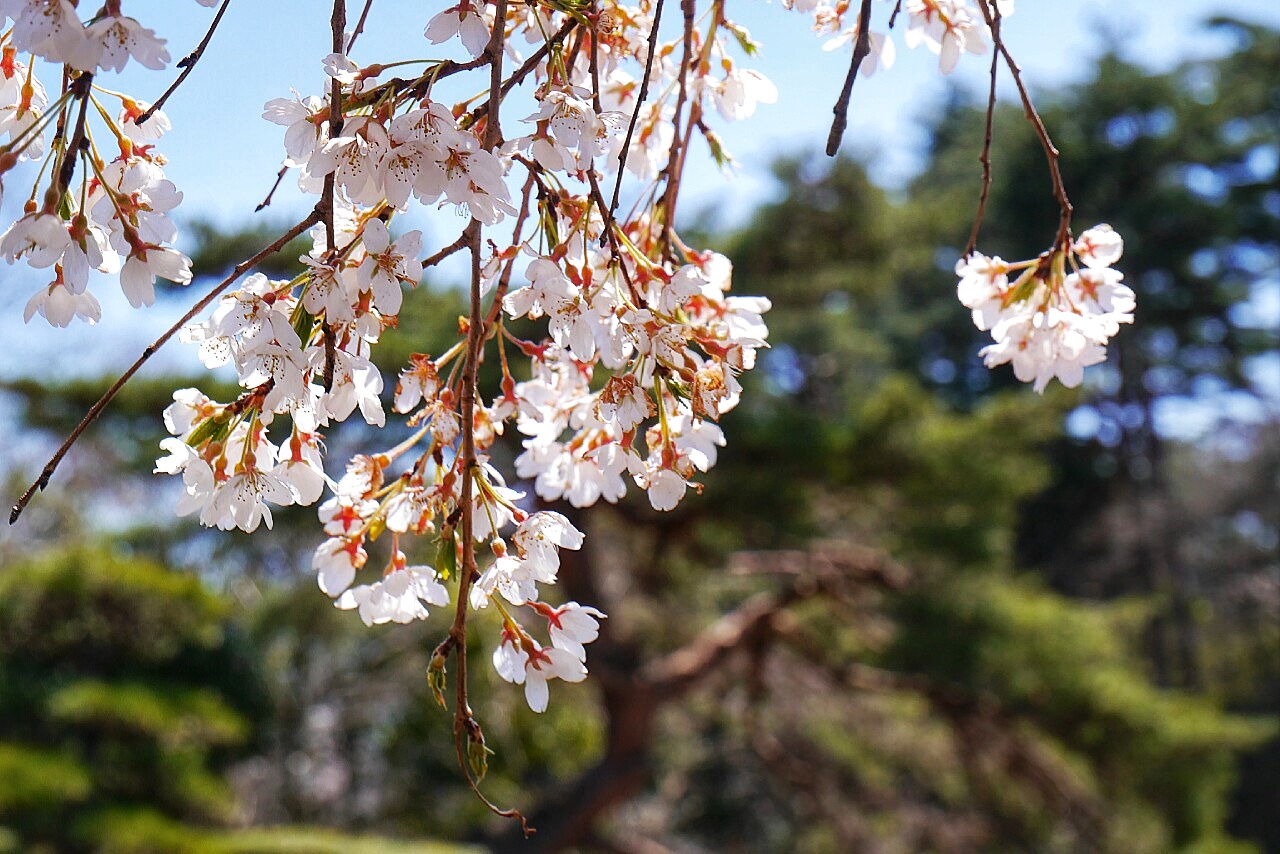 福島市自助遊攻略