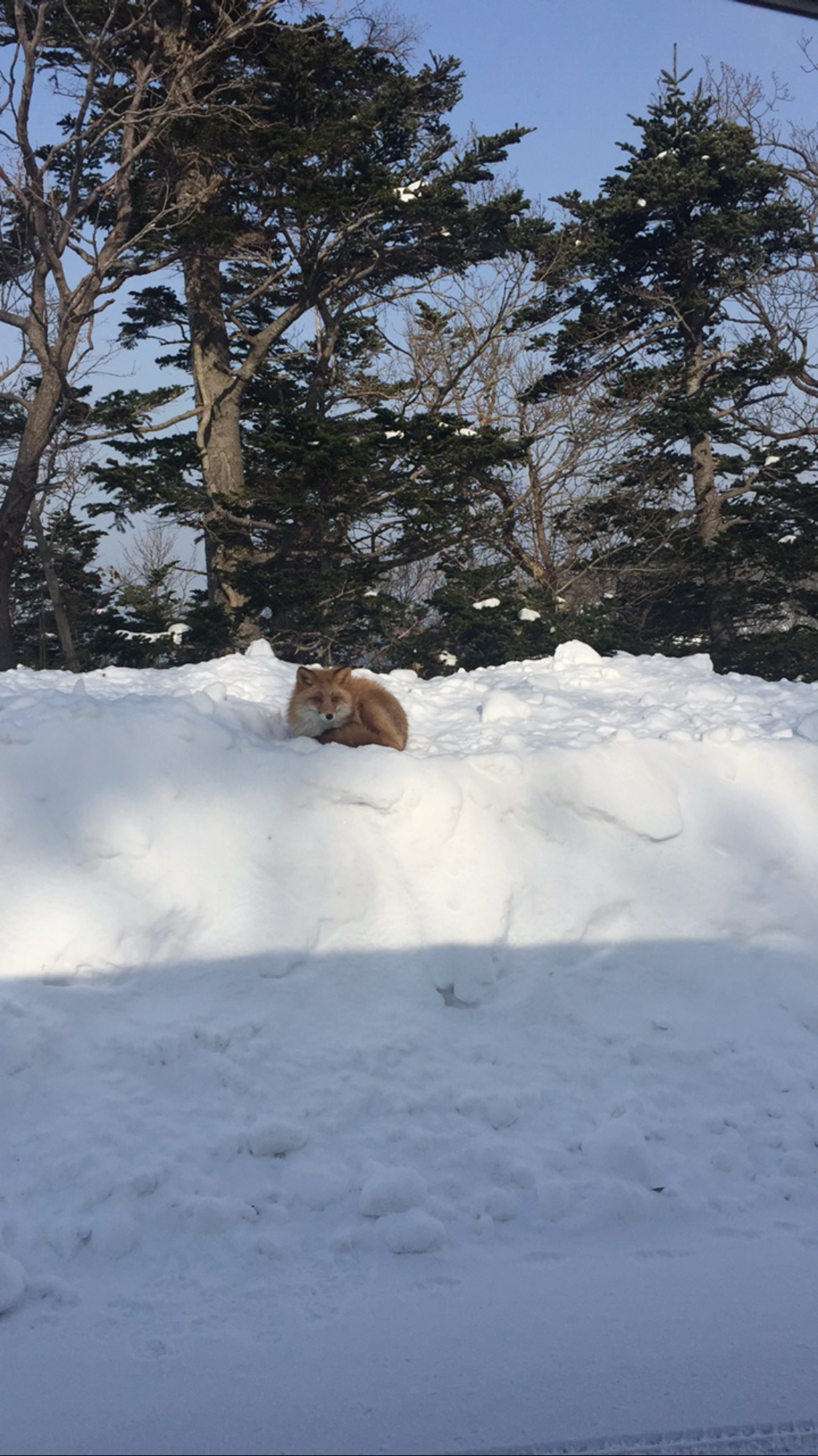 北海道自助遊攻略