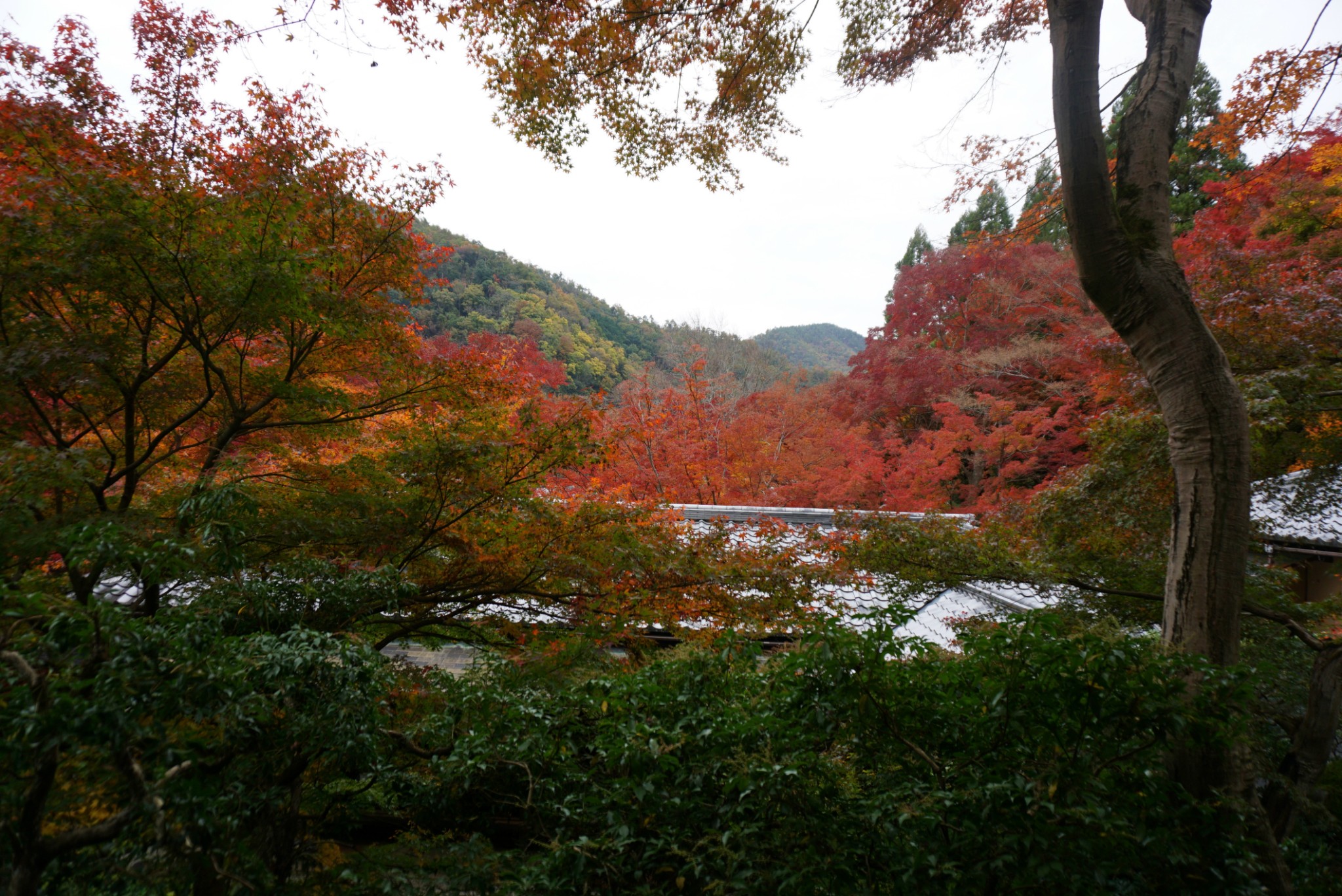 京都自助遊攻略