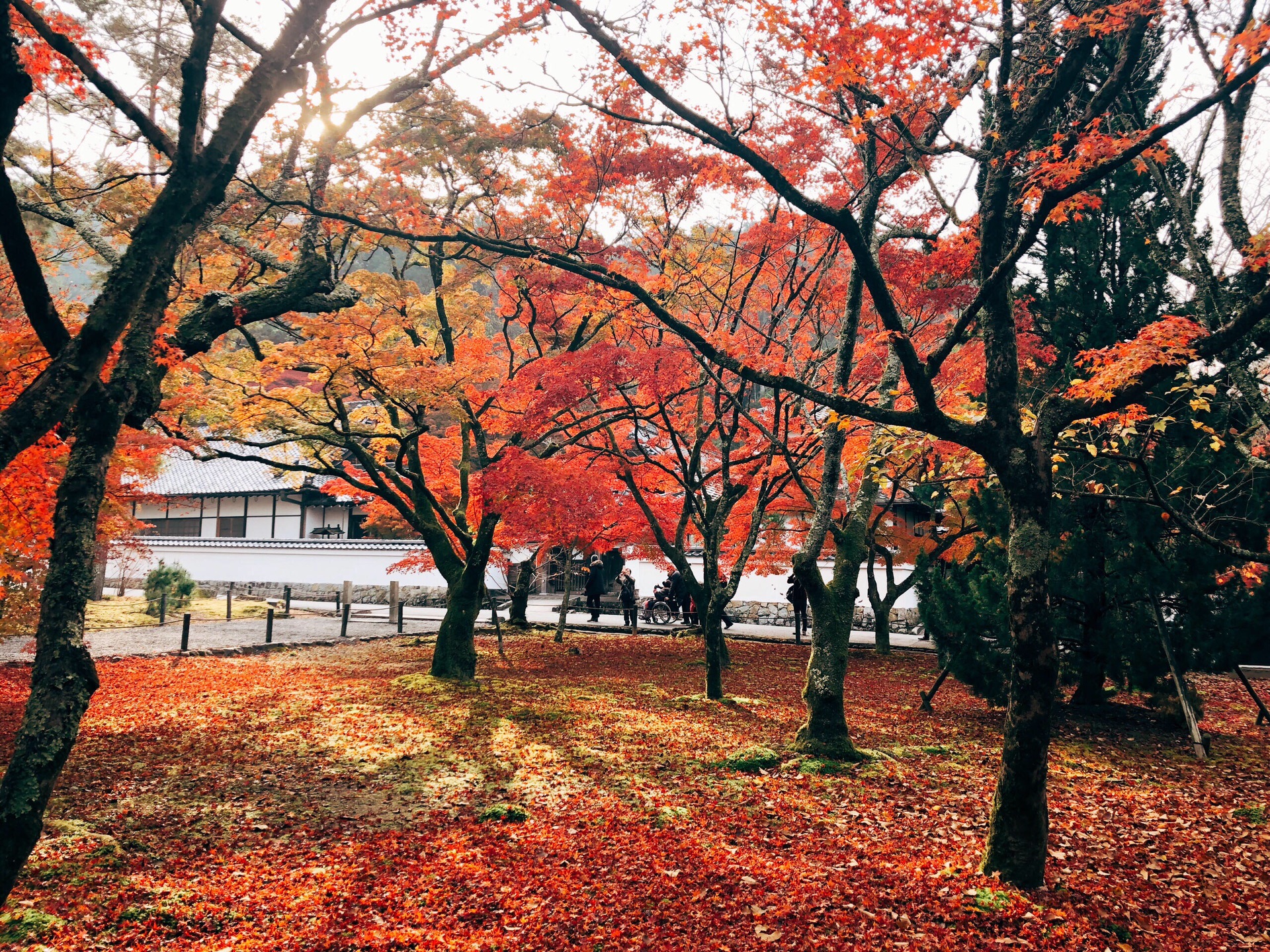 京都自助遊攻略