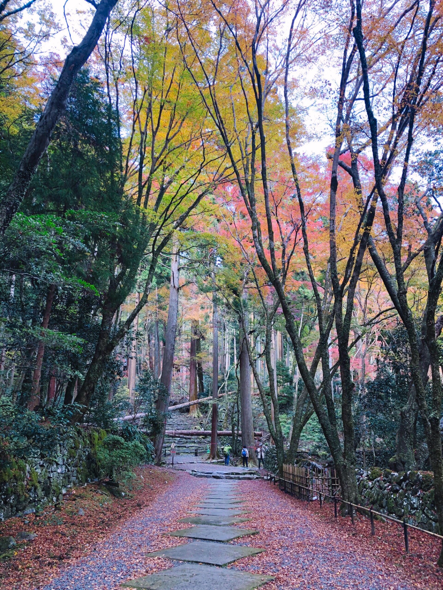 京都自助遊攻略