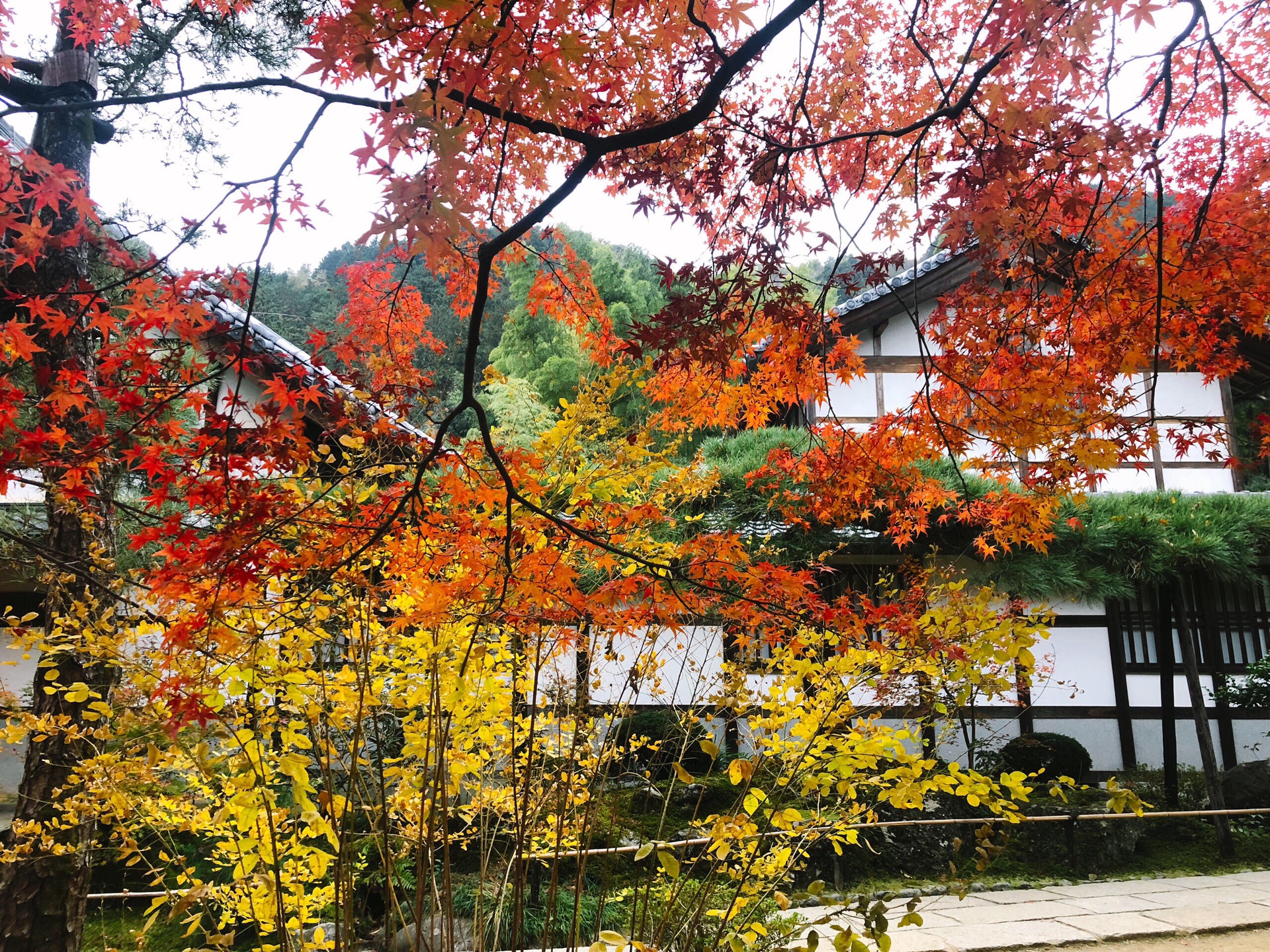 京都自助遊攻略