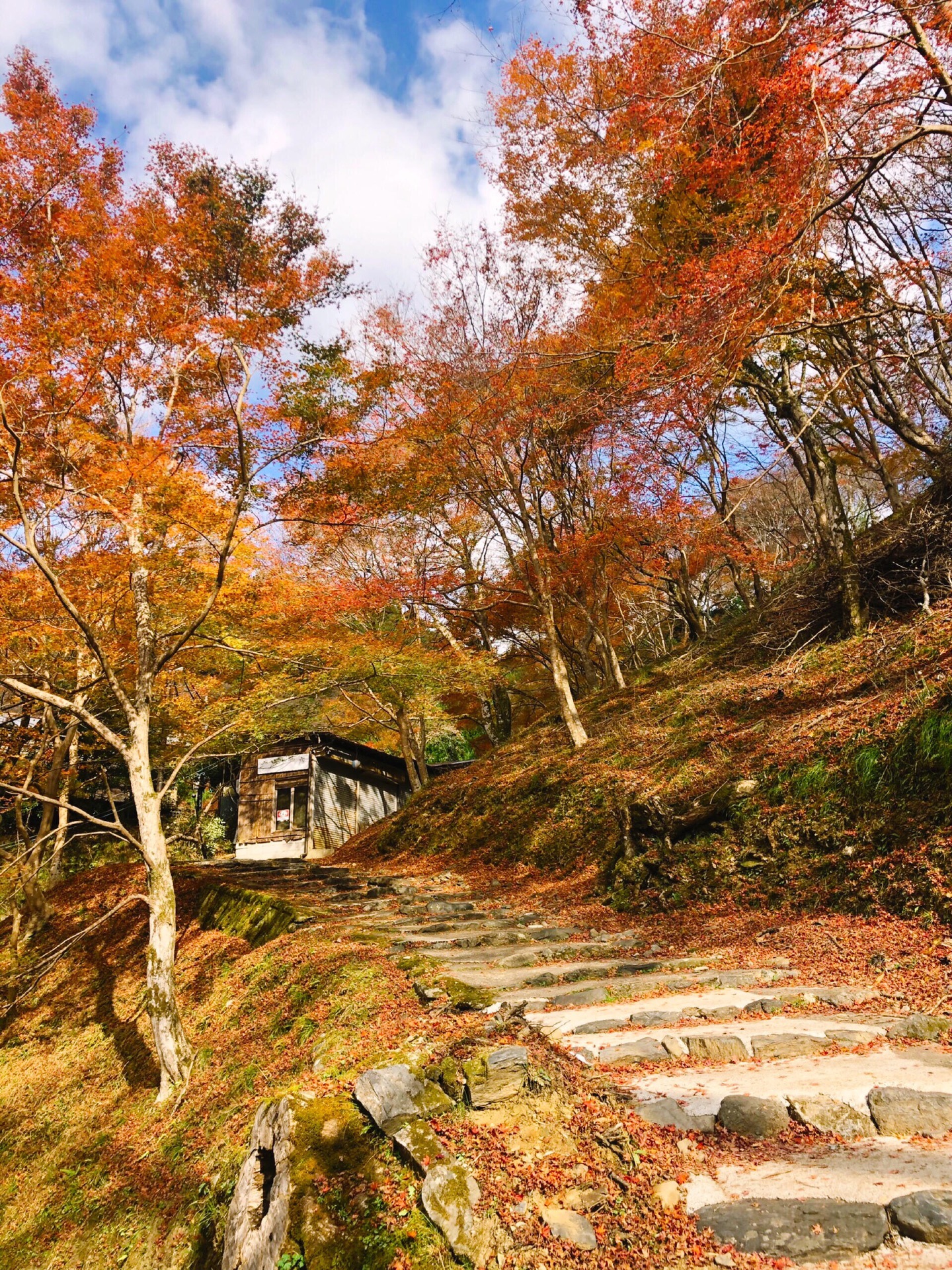 京都自助遊攻略